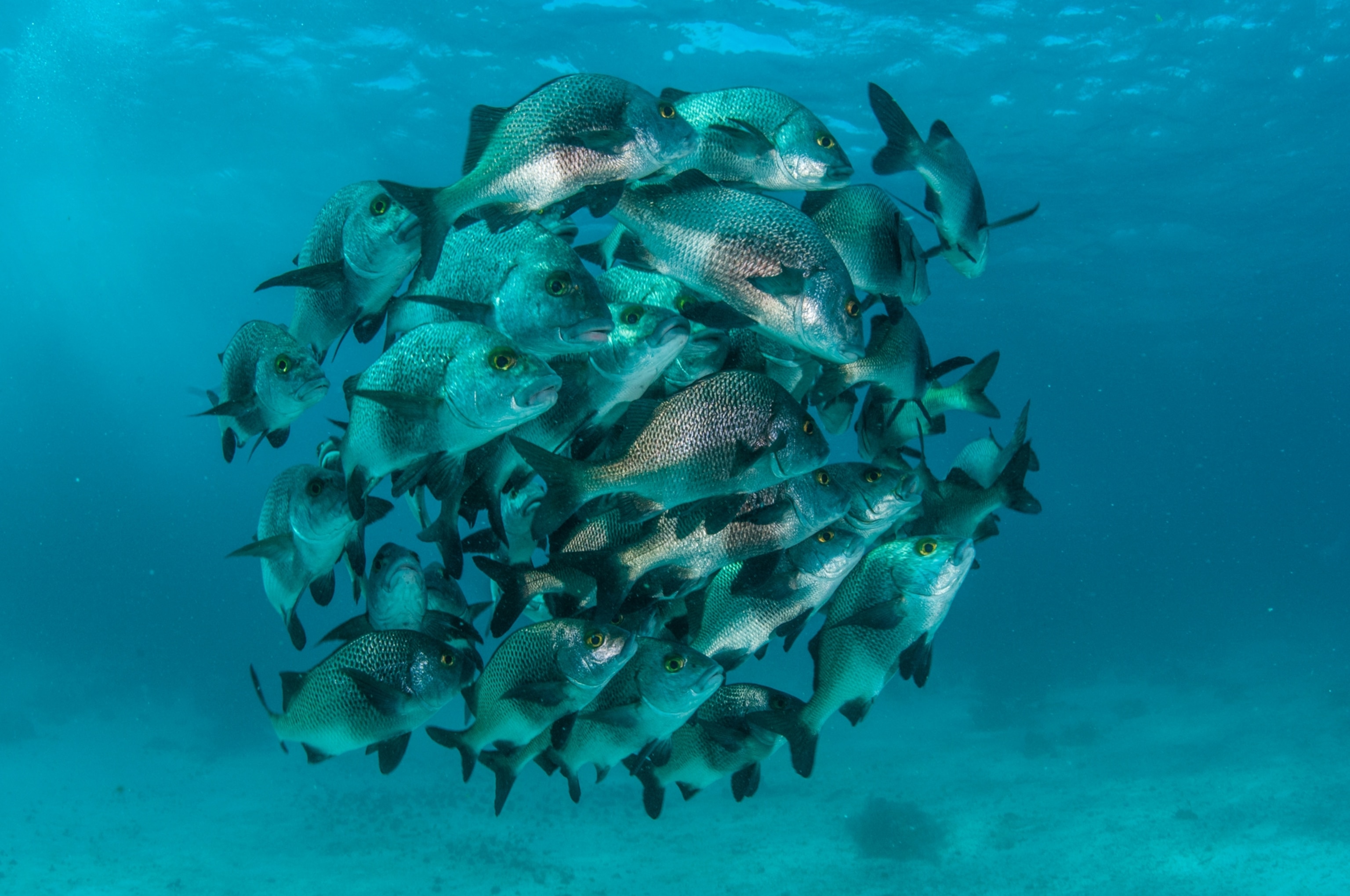 a school of black margates off the reef at Hol Chan Marine Reserve