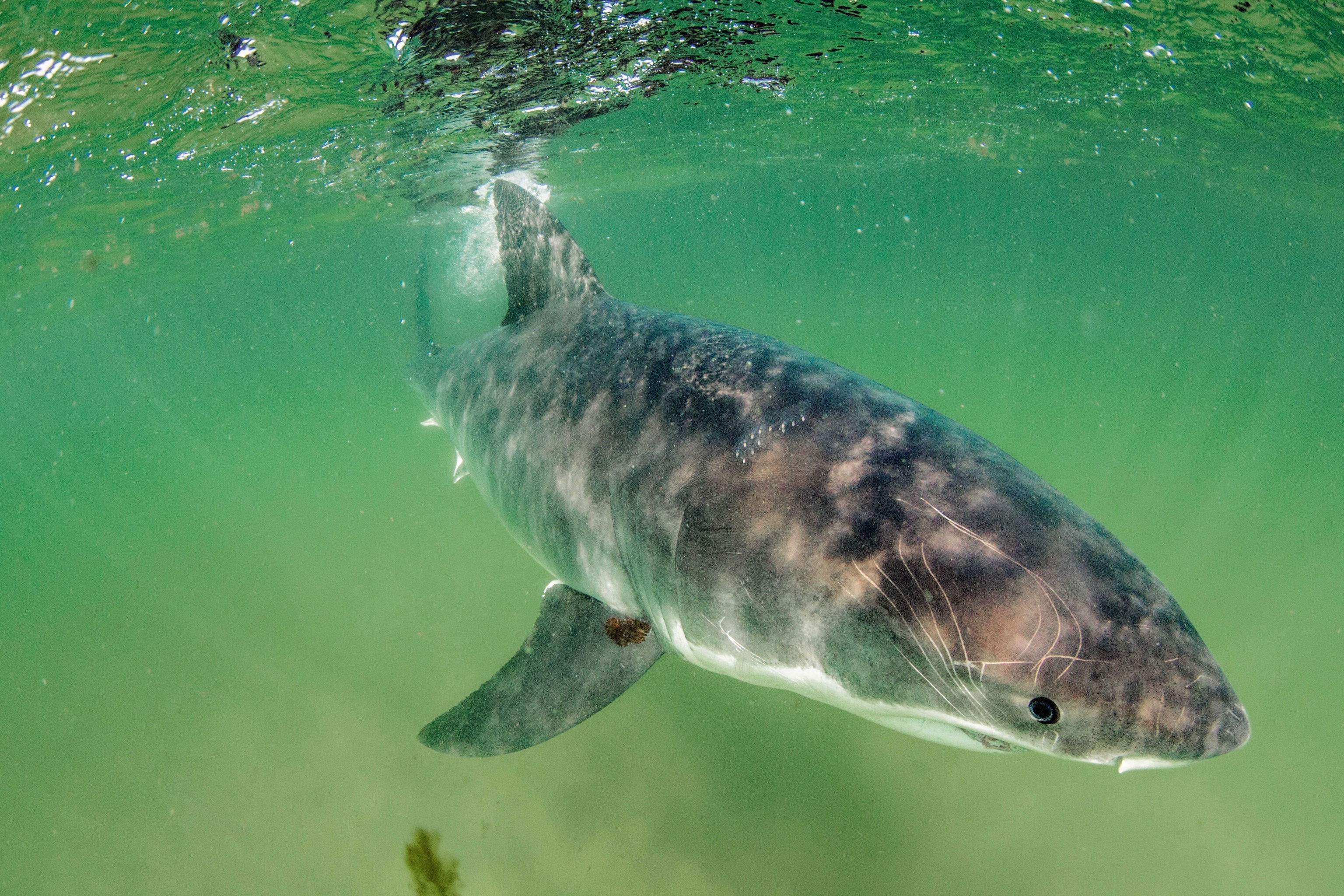 a great white shark eyeing a camera in a seal decoy near Cape Cod
