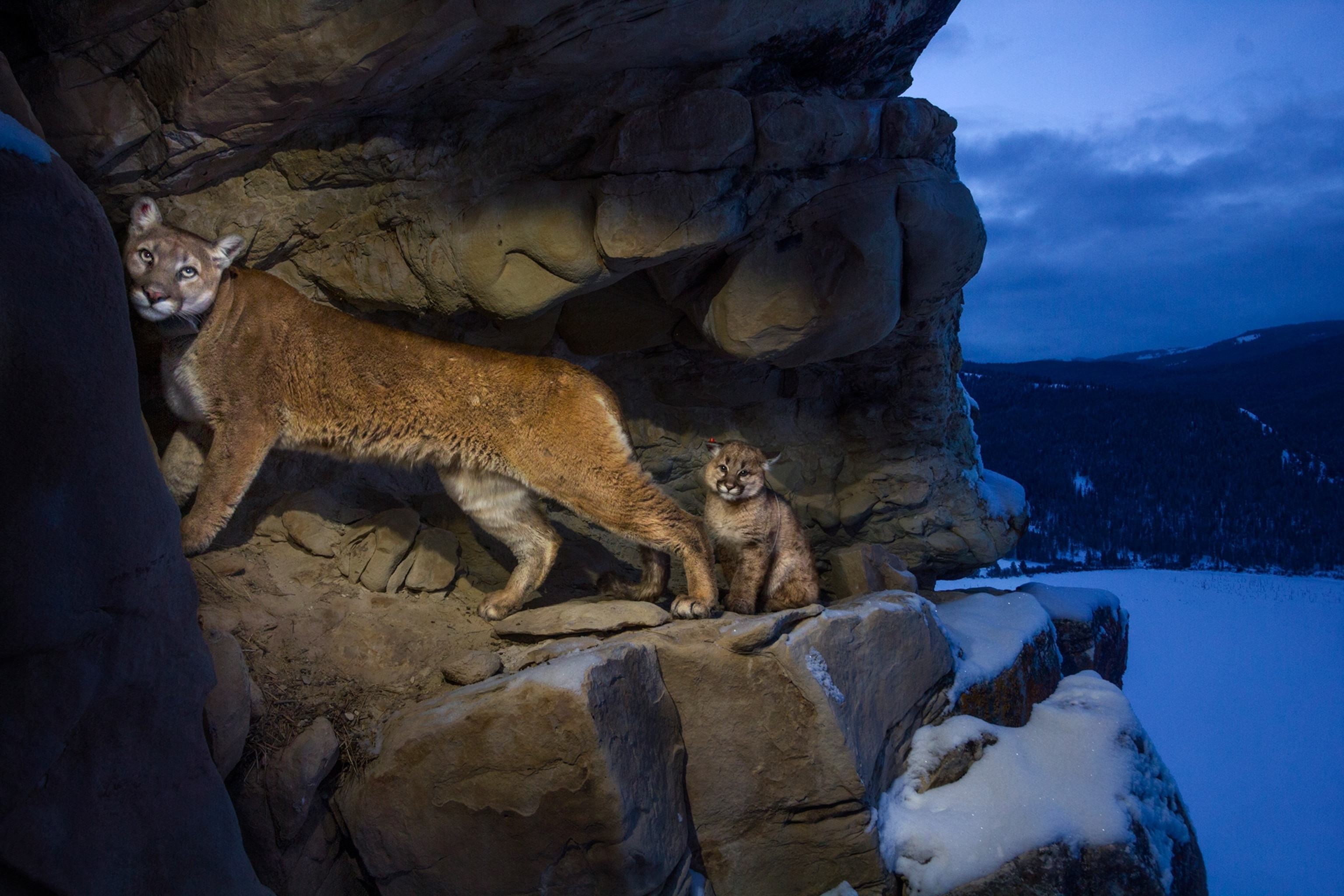 cougars