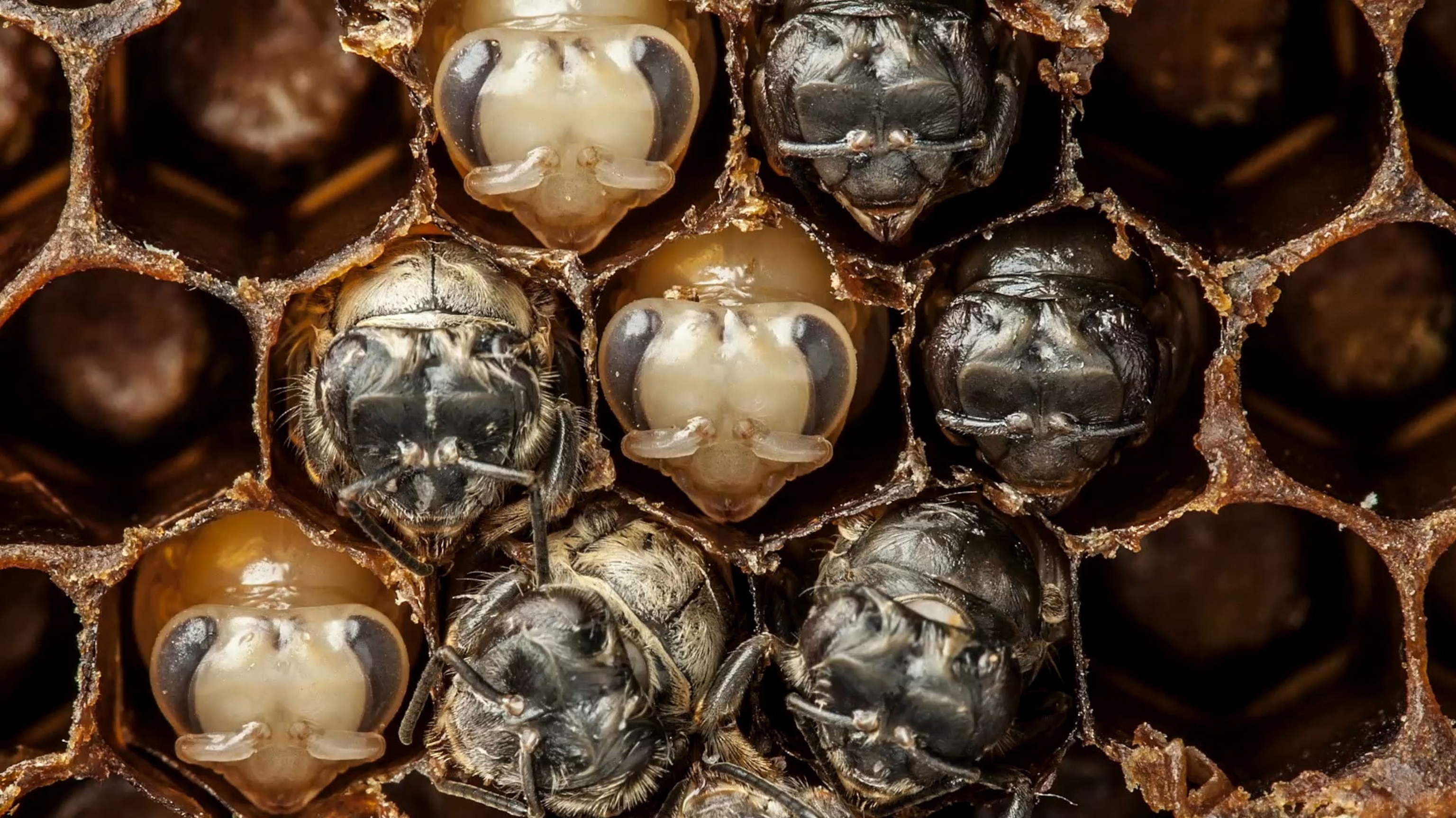 Bees emerge from their cells, in this still photo taken from Anand Varma's timelapse video of bees. (Watch it at the top of this page.)