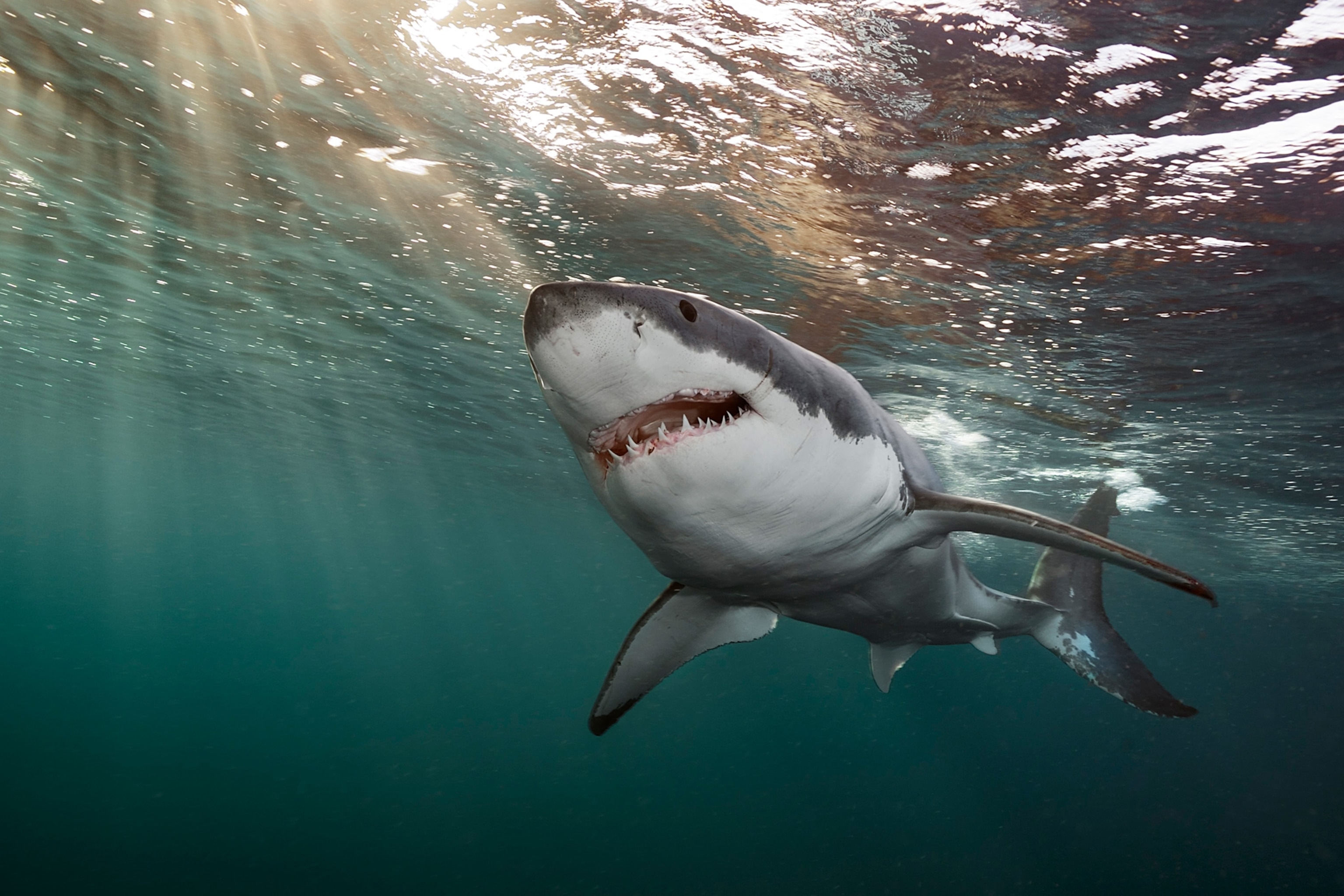 a great white shark