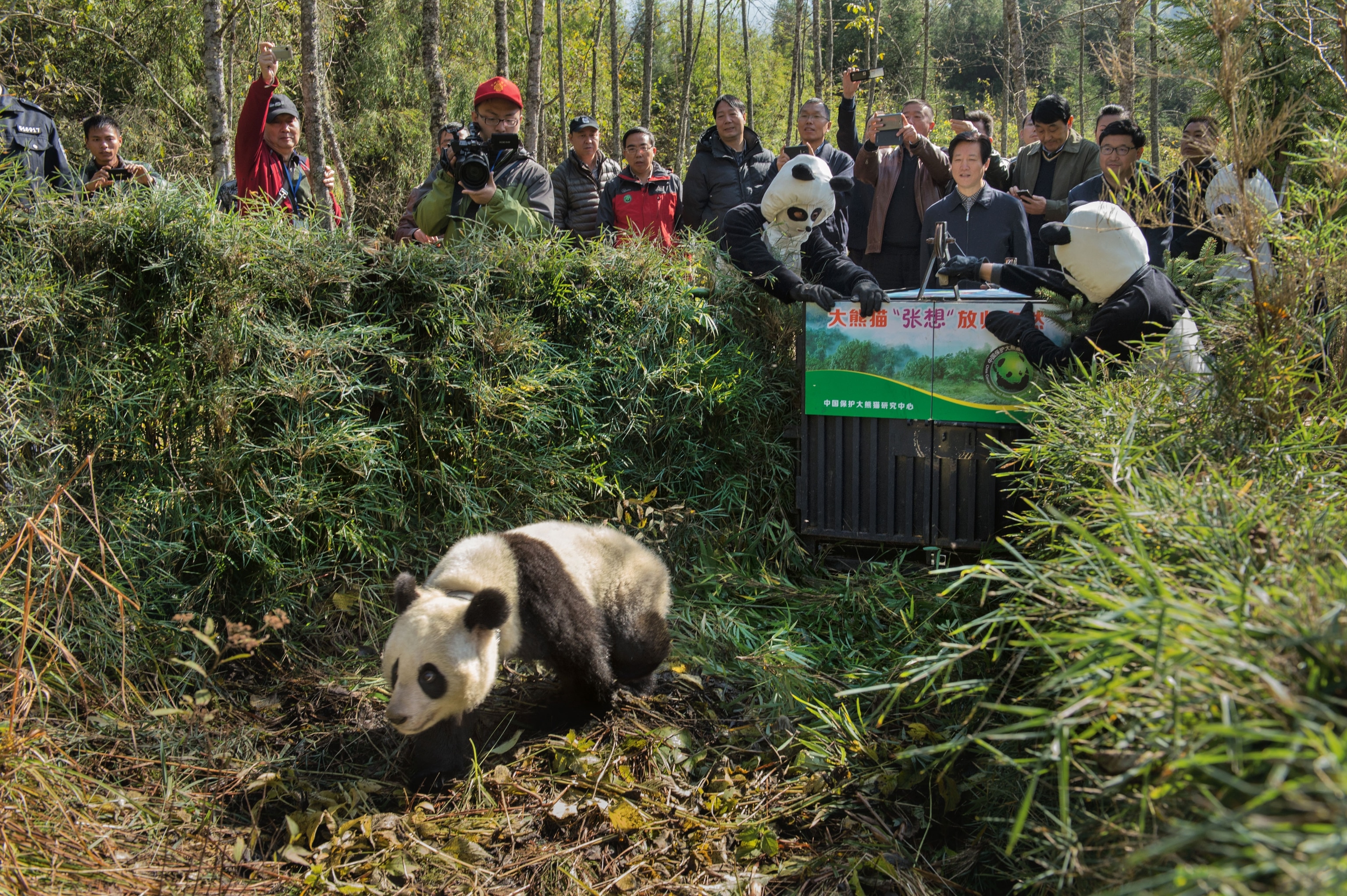 a panda walking into the Liziping Nature Reserve