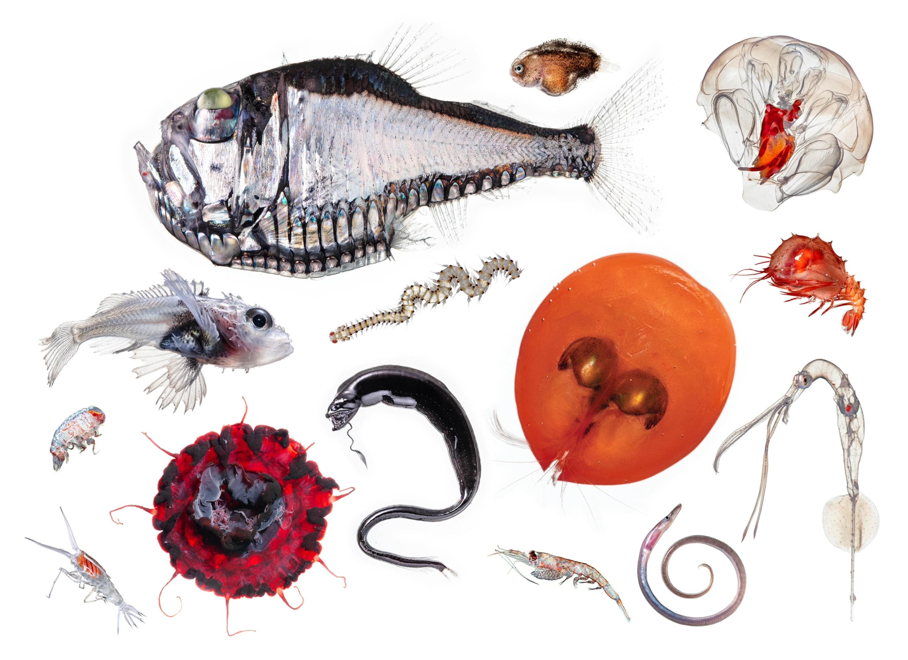15 different species of different color, sizes and shapes.