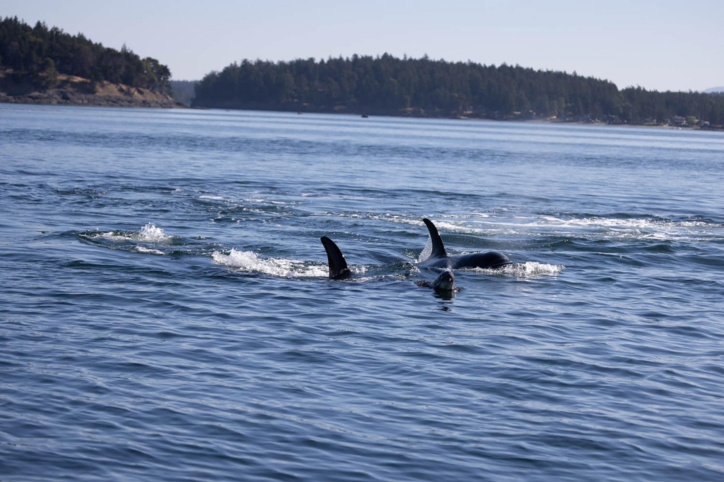 Orcas in water.