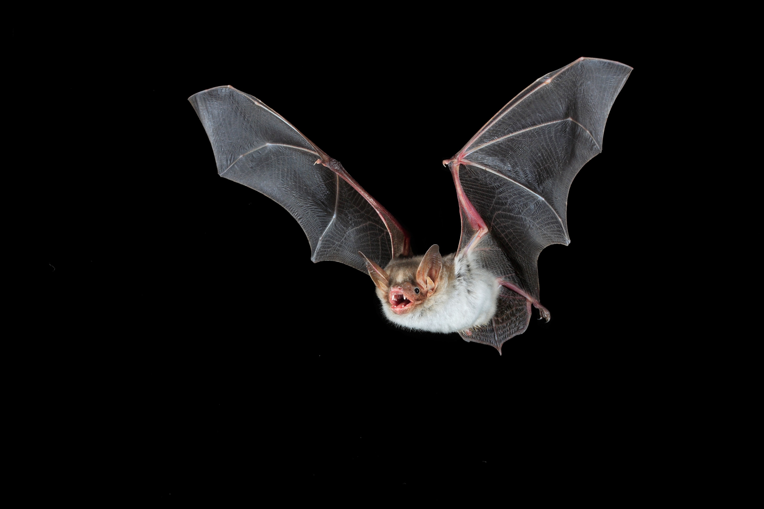 Picture of Myotis myotis in flight.