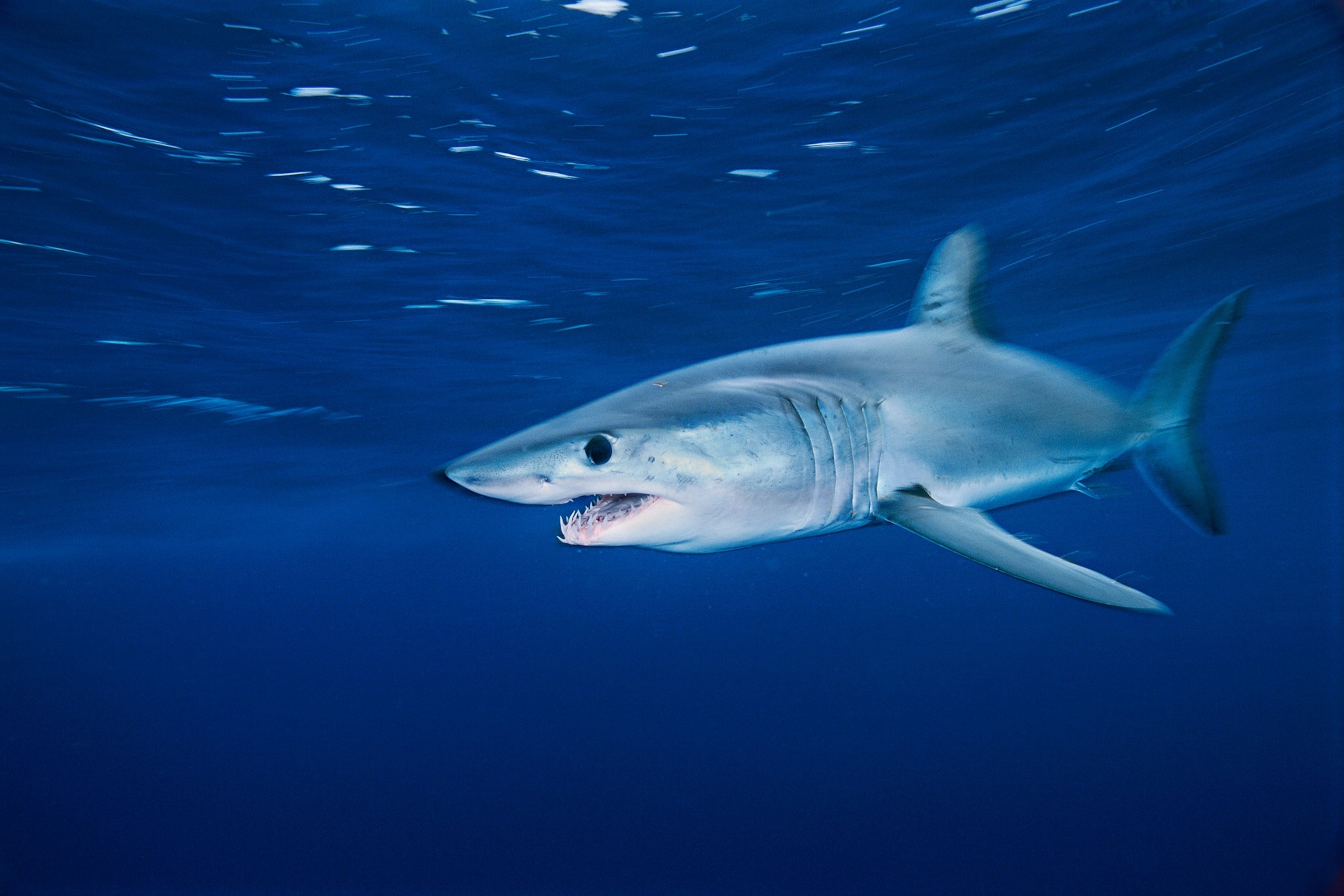 a shorten mako shark