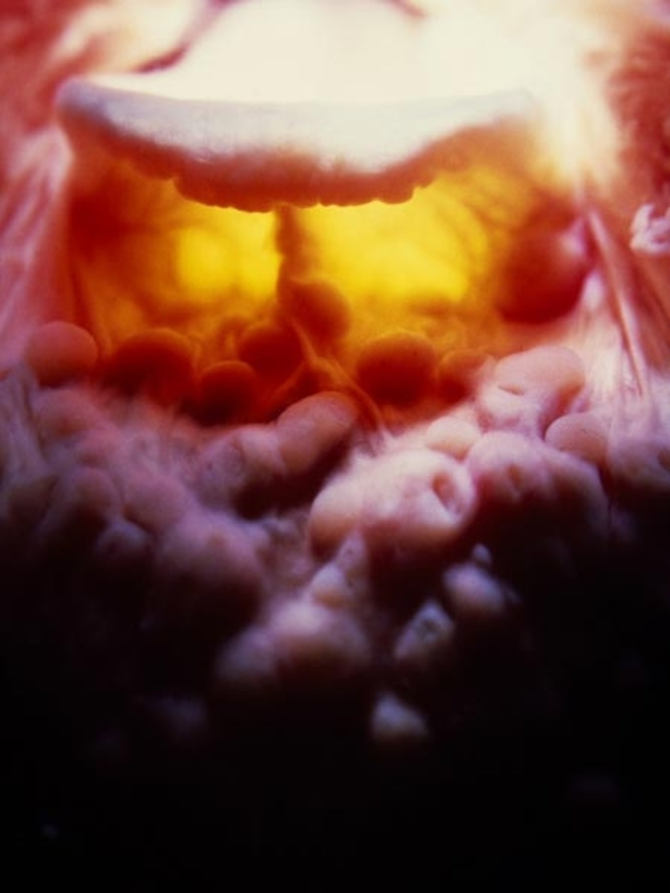 Inside the human mouth