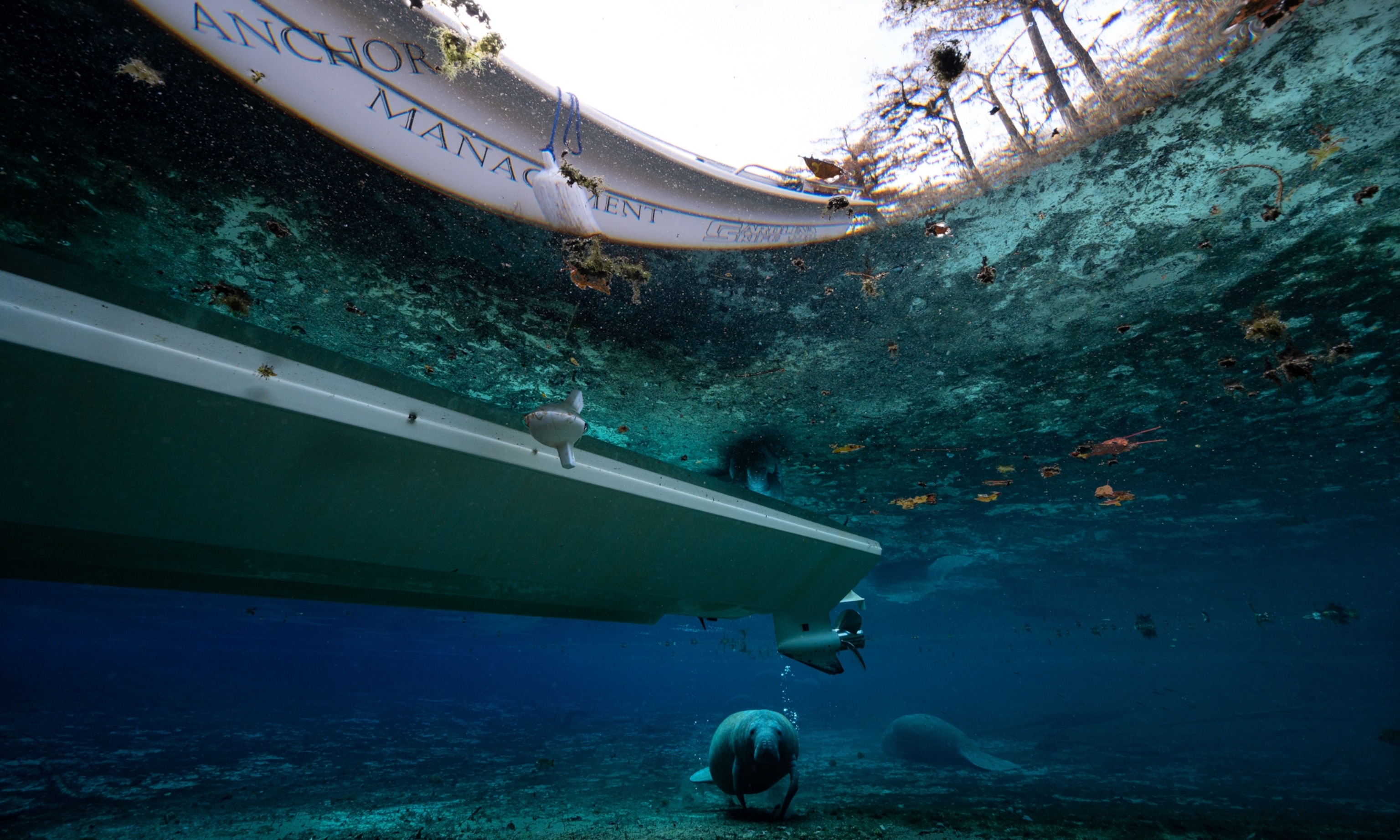 A manatee under a boat