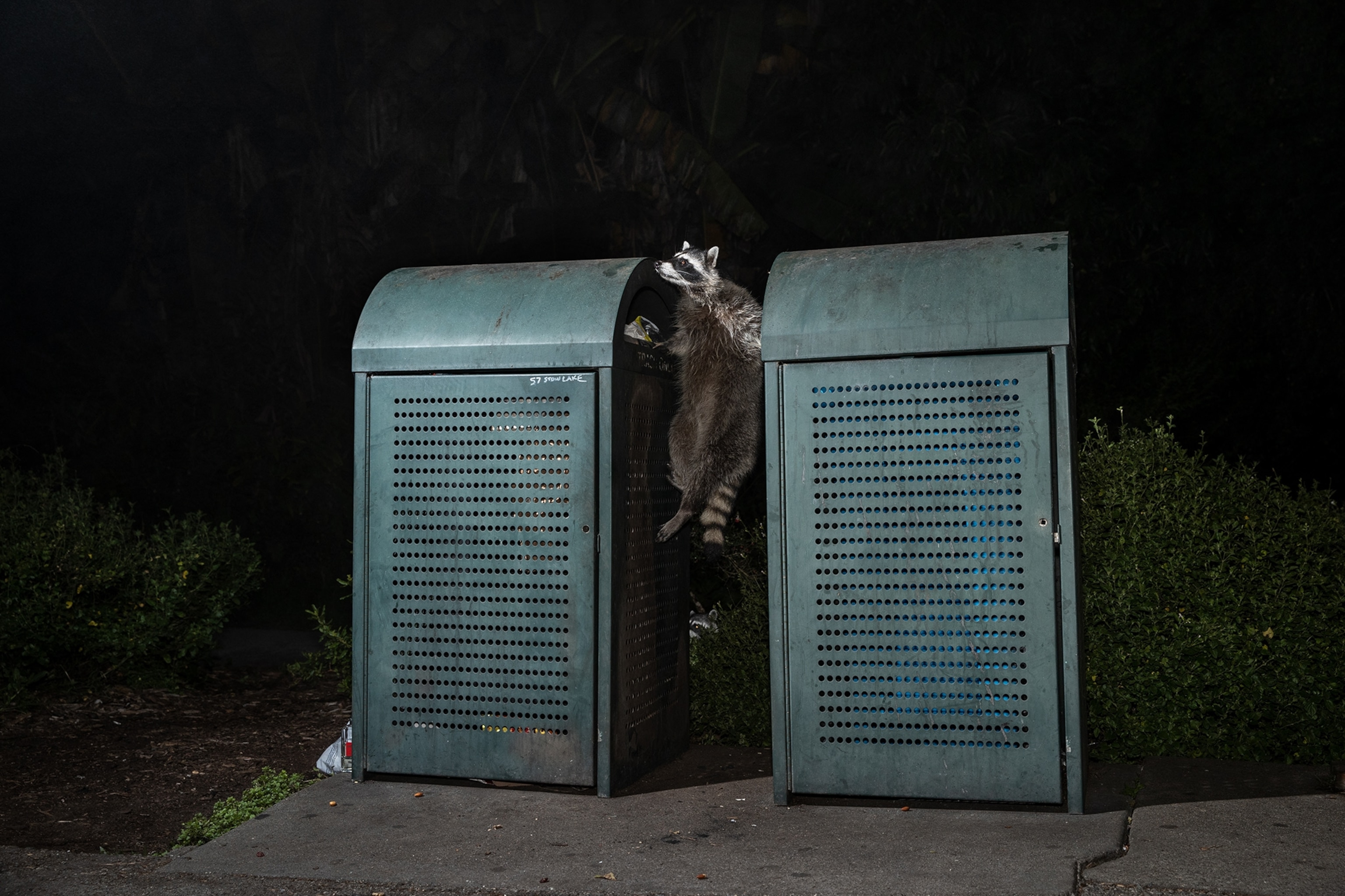 Picture of a raccoon climbing between two trash containers