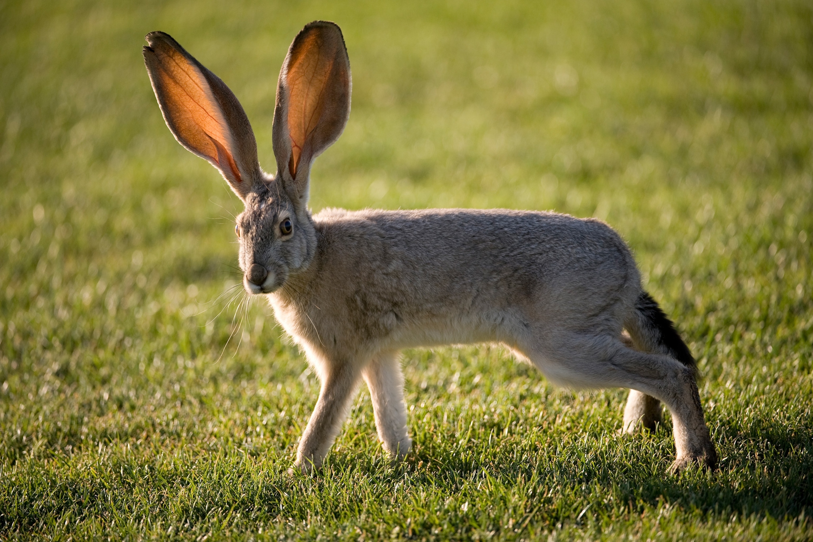 a black-tailed jackrabbit
