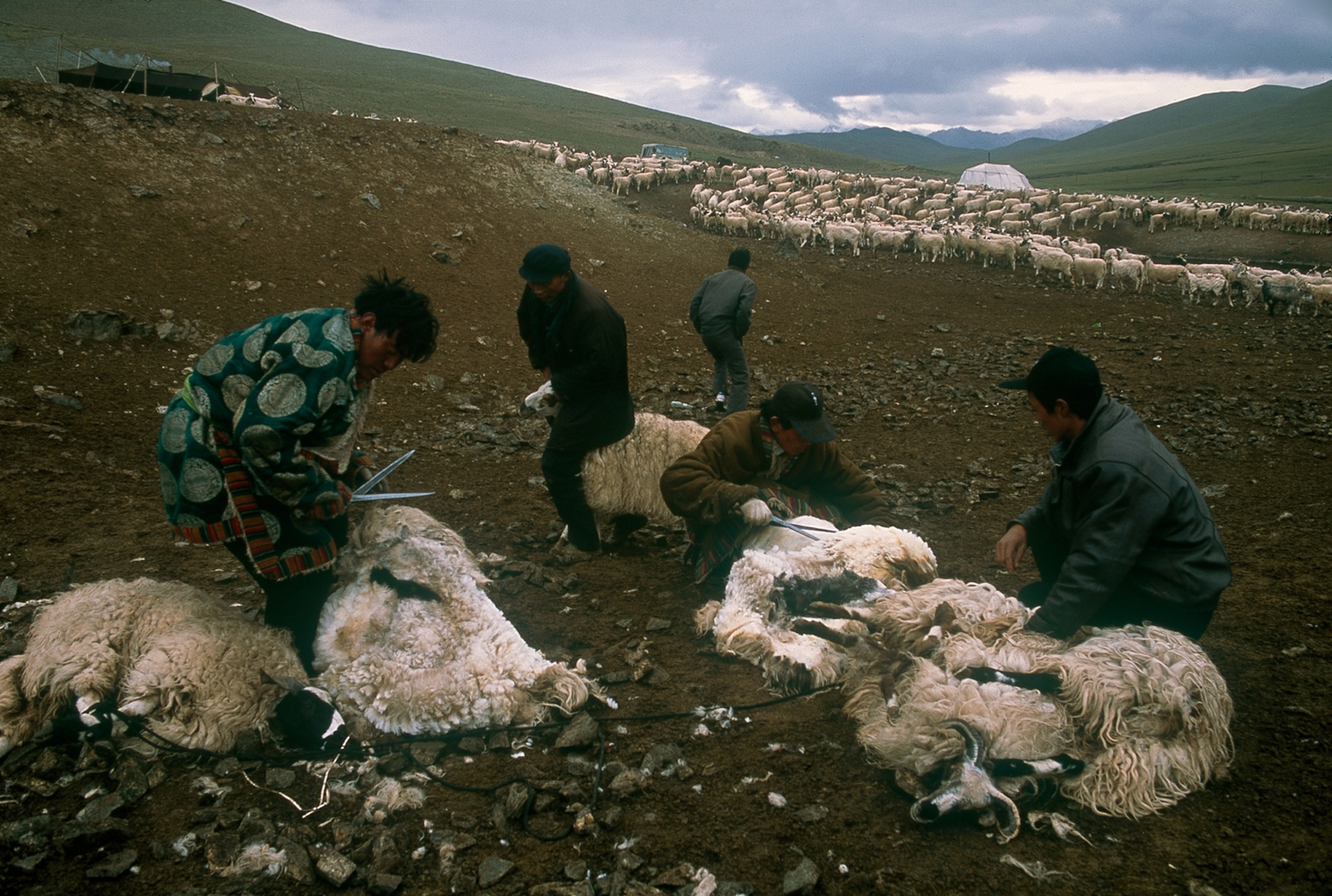 Tibetan herders shearing their sheep