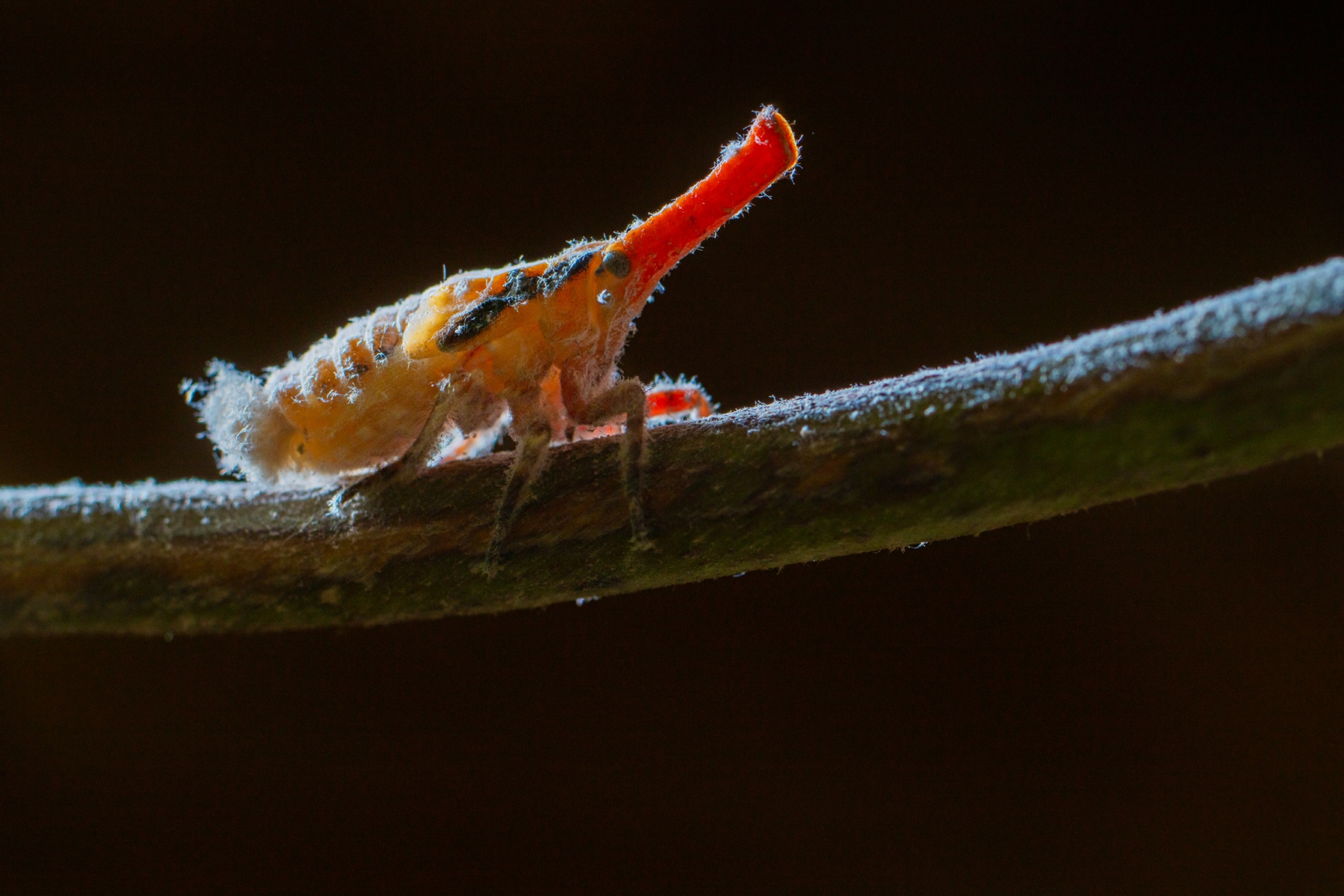 Strange looking insect with long pink front and yellow hairy bottom.