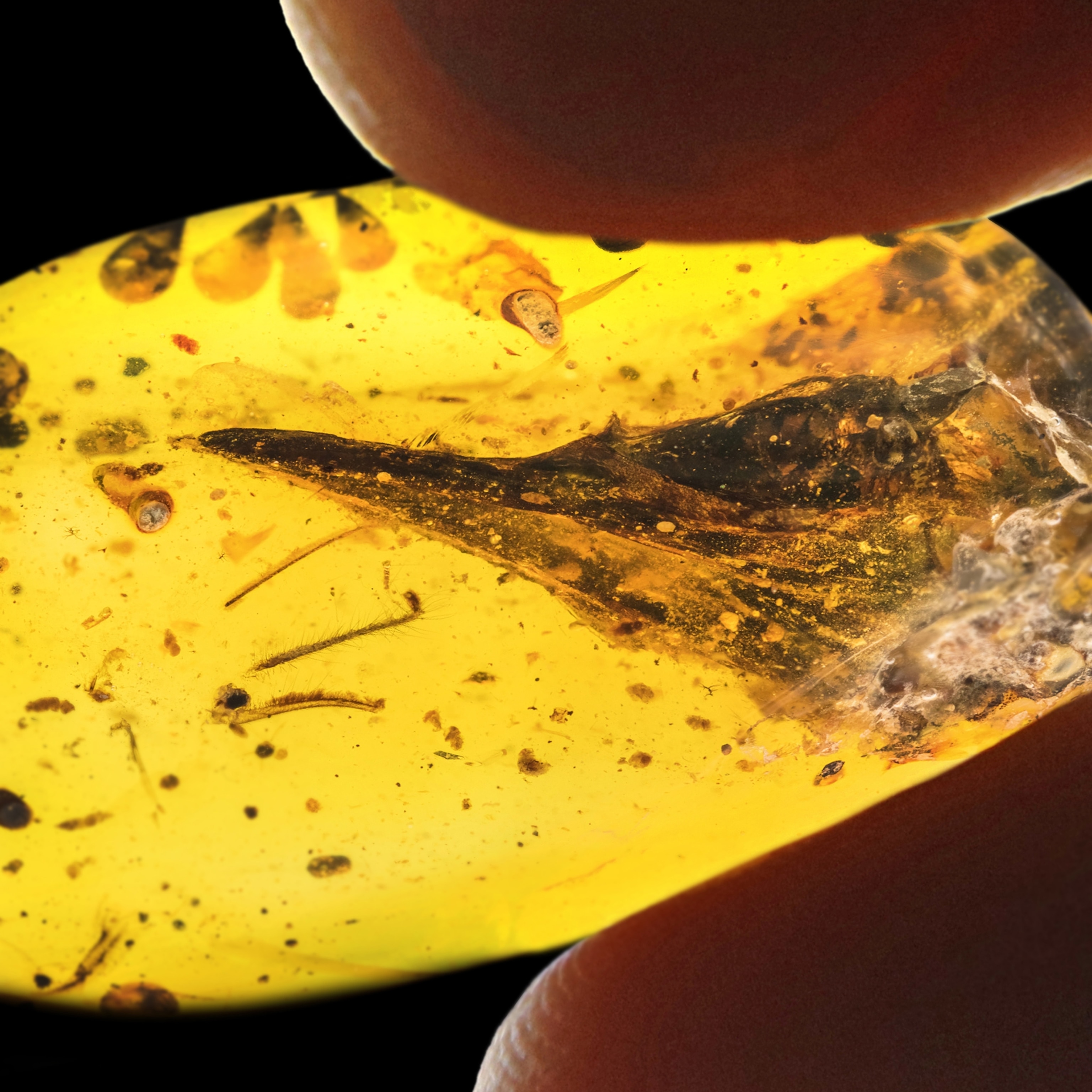 Amber