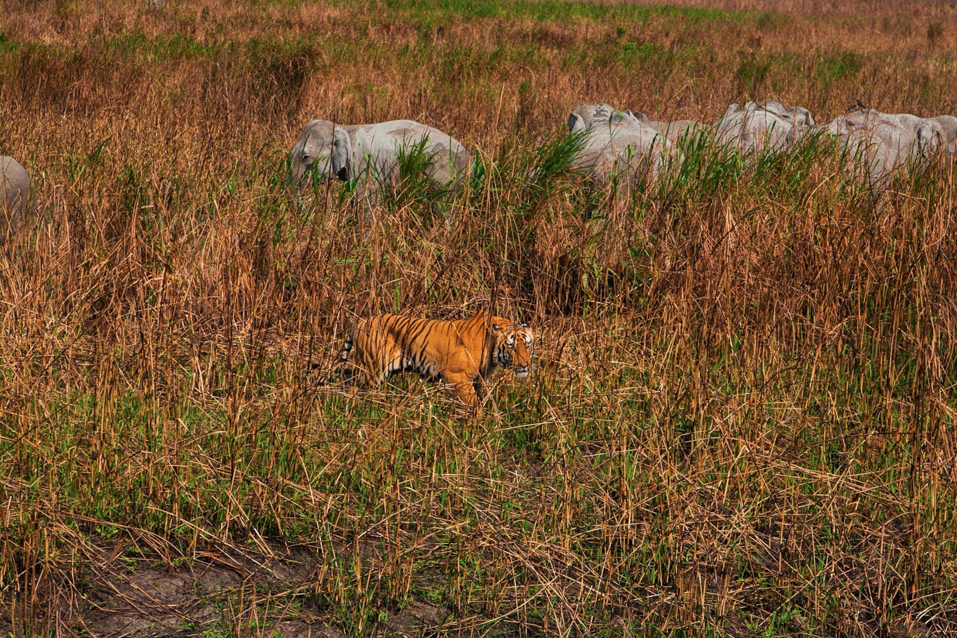a tiger