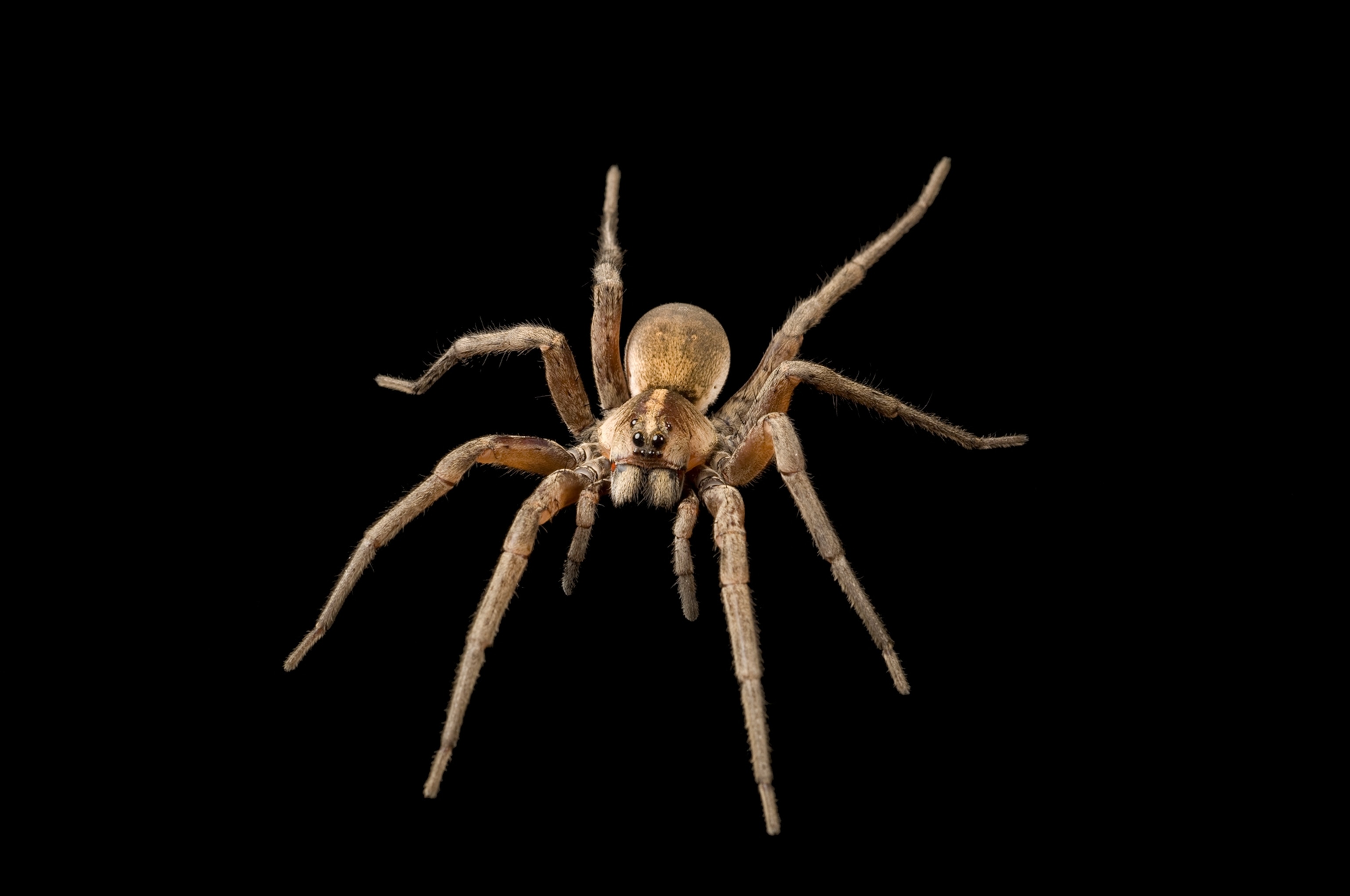 a wolf spider