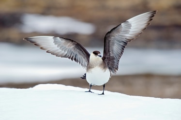 an Arctic skua, or parasitic jaeger