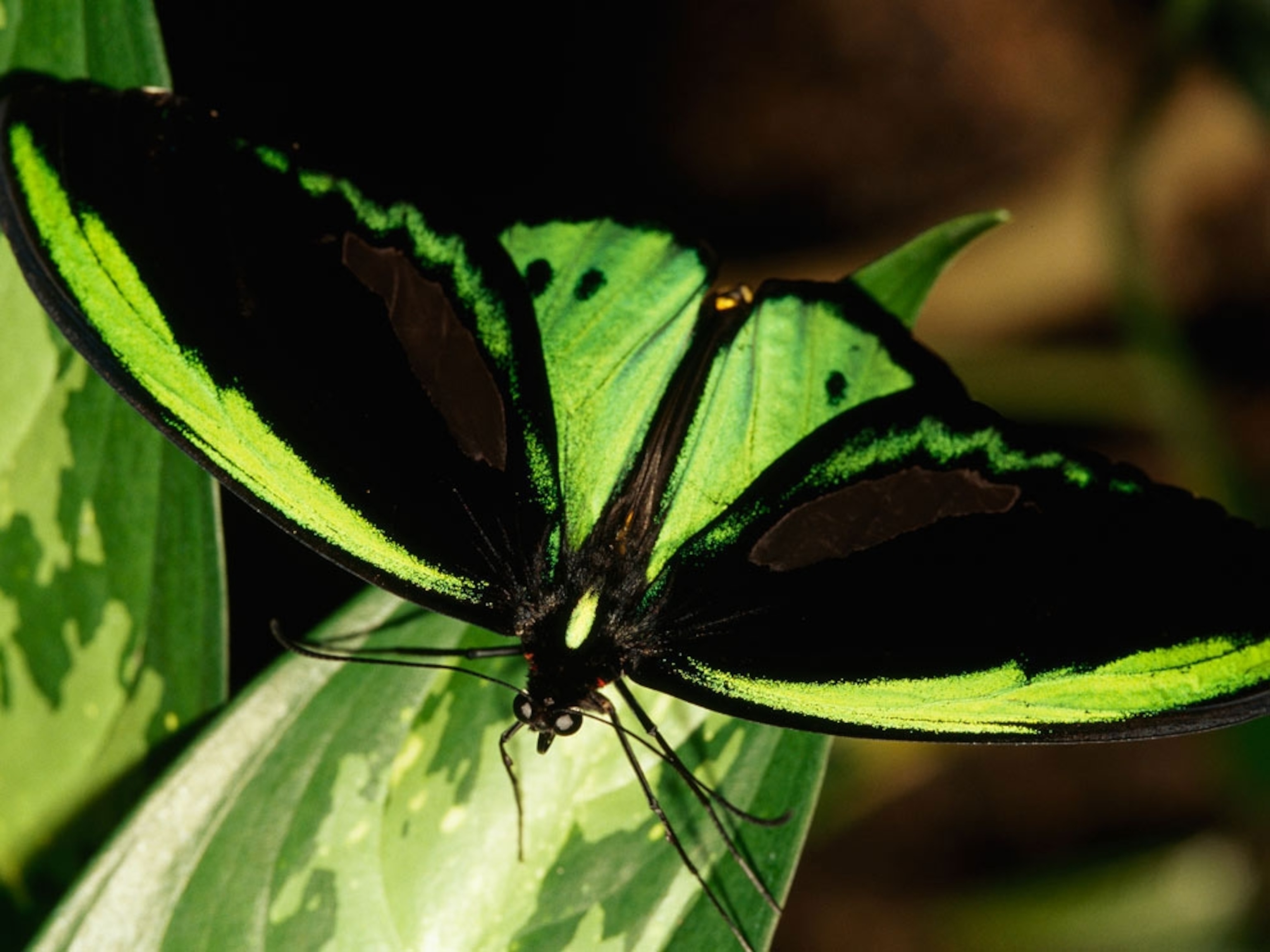 Green birdwing butterfly