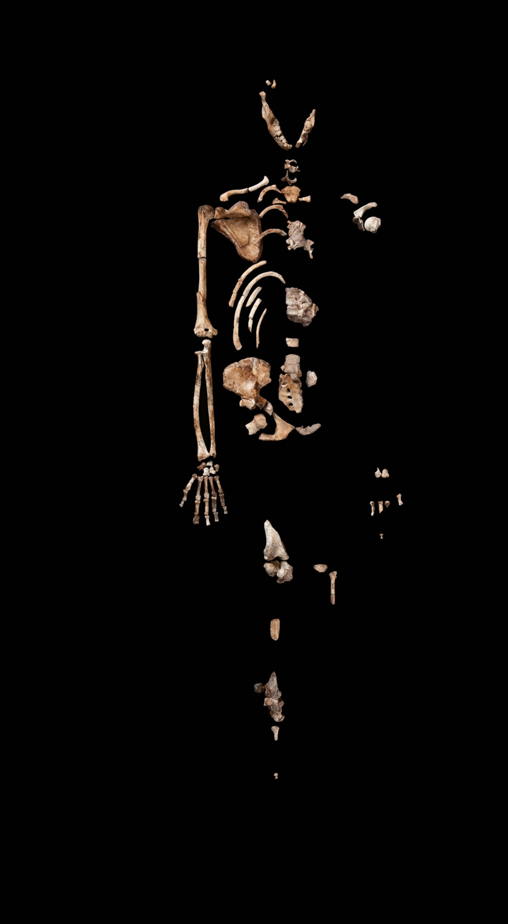 a skeleton of an adult female Austalopithecus found at the Malapa site