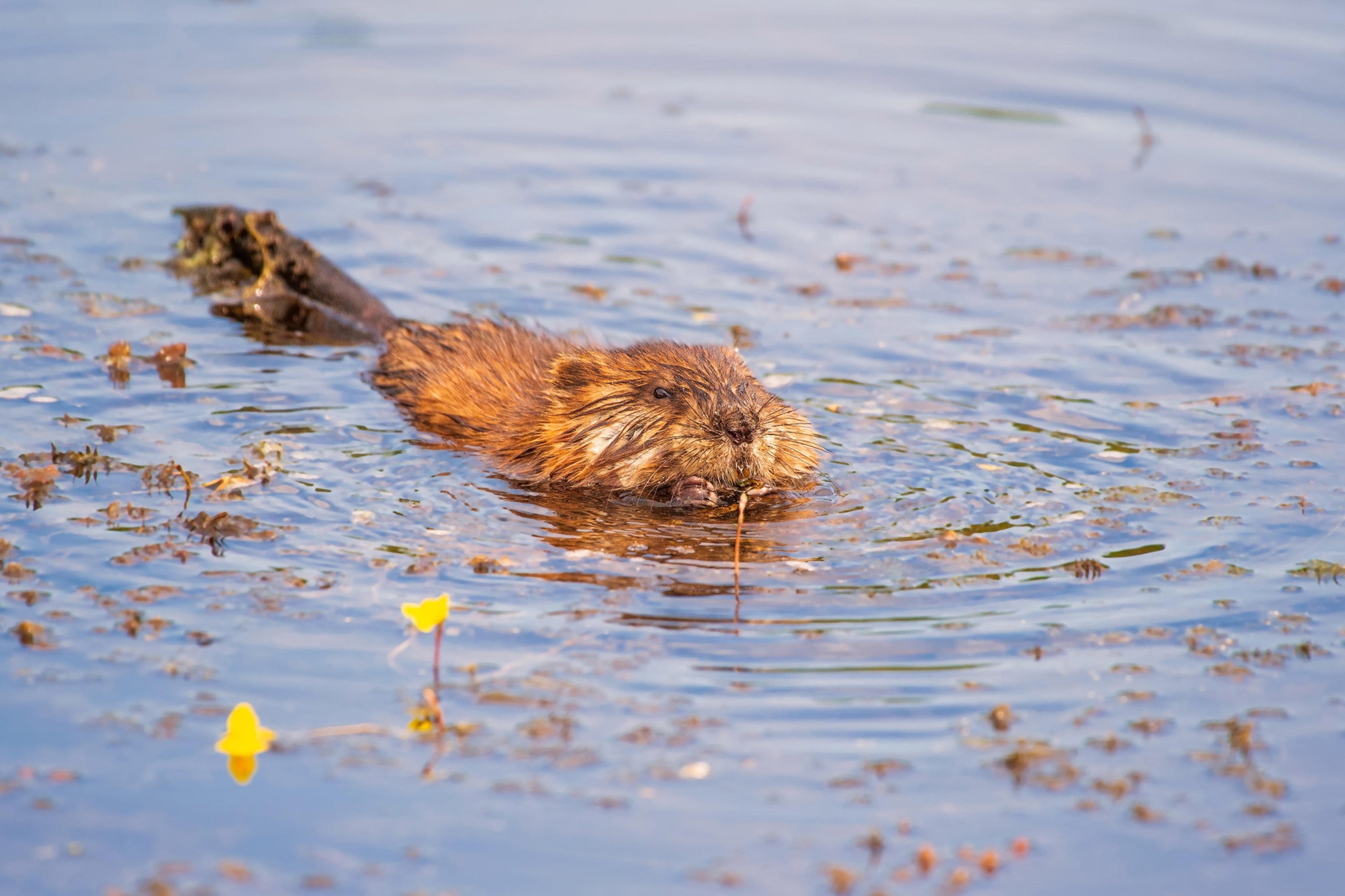 Beaver in water swimming with head above surface.