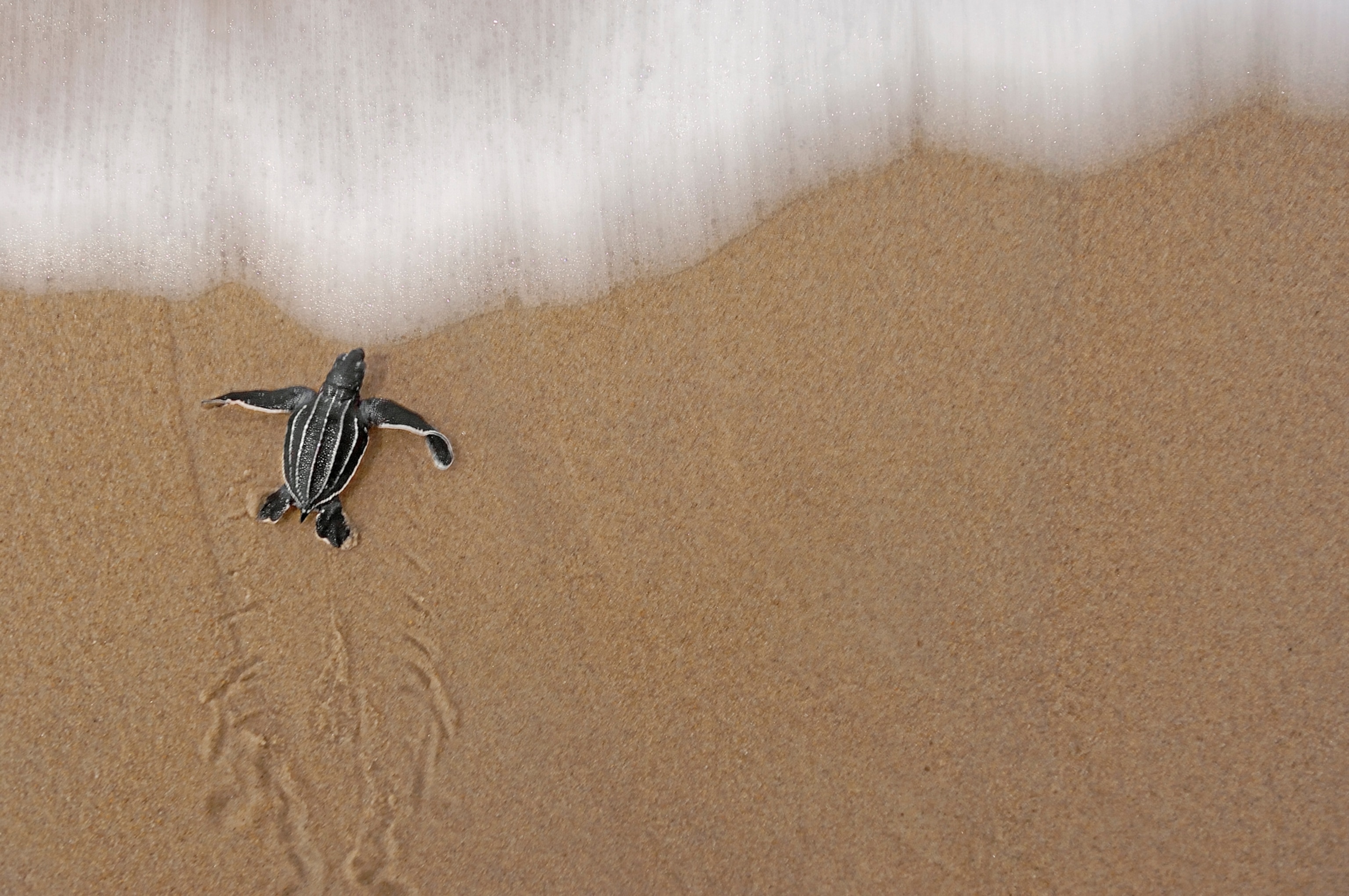 a hatchling getting its first taste of salt water on Trinidad's Matura Beach