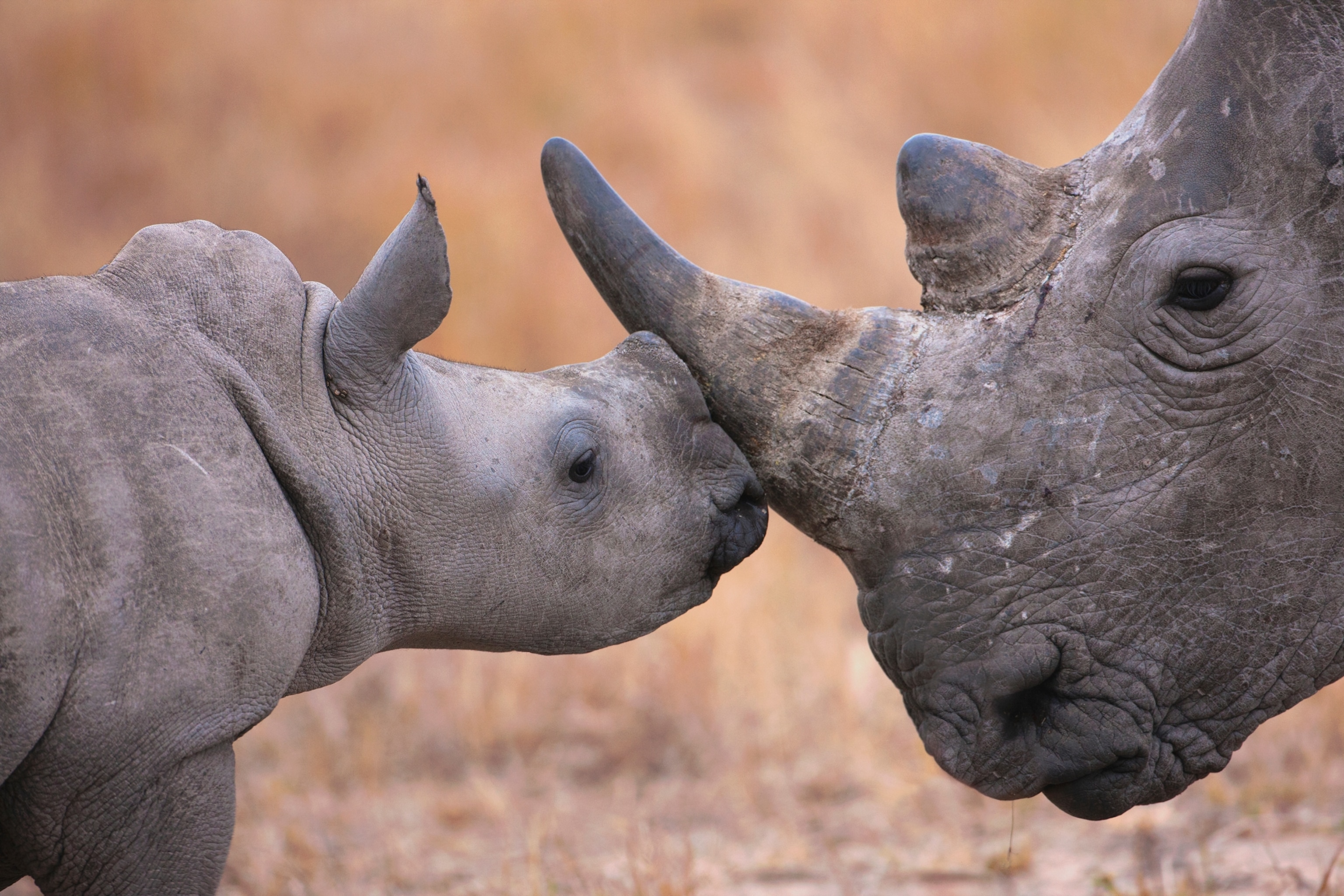 Baby rhino nuzzling her mother
