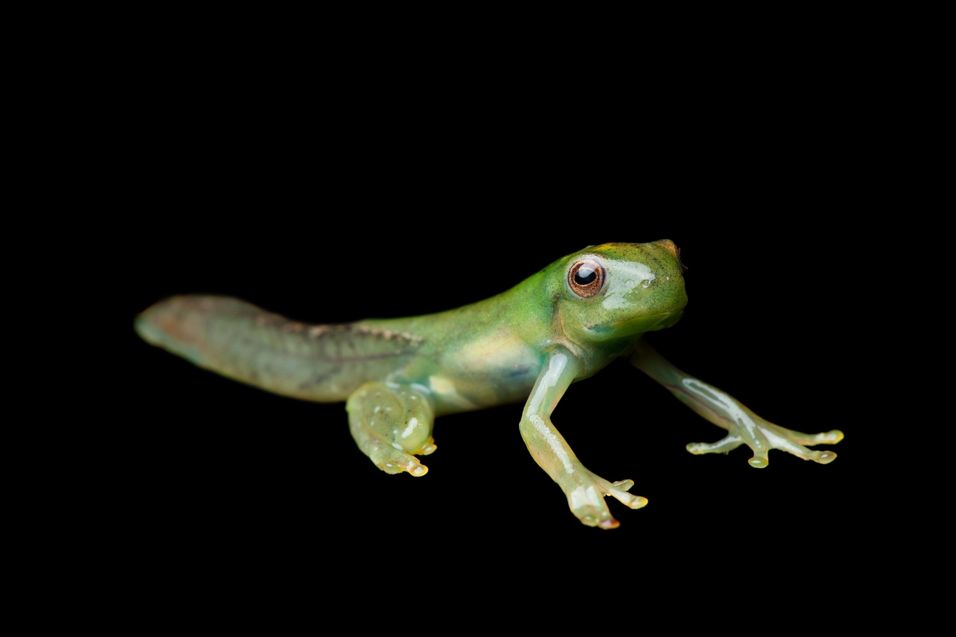 the metamorphosis of a roque treefrog