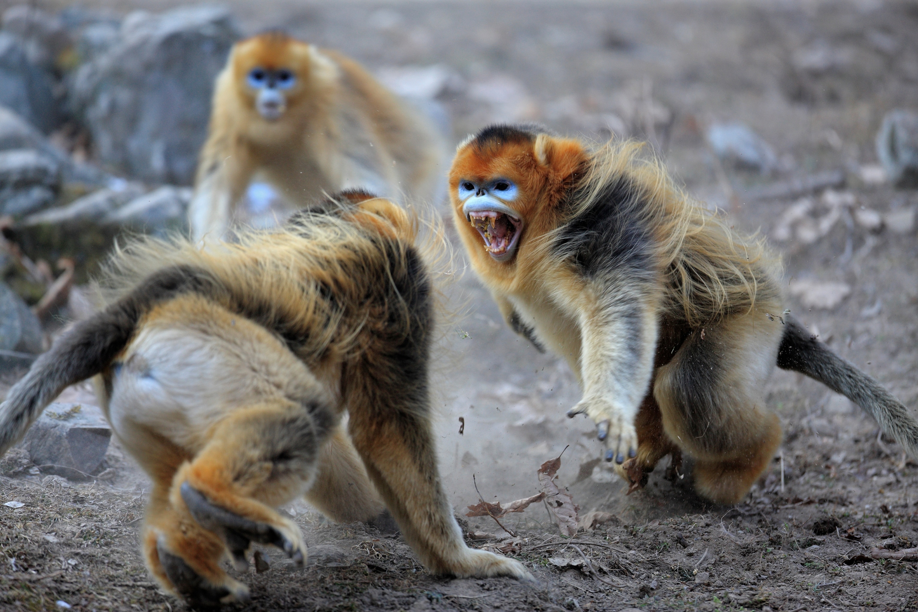 Territorial Fight