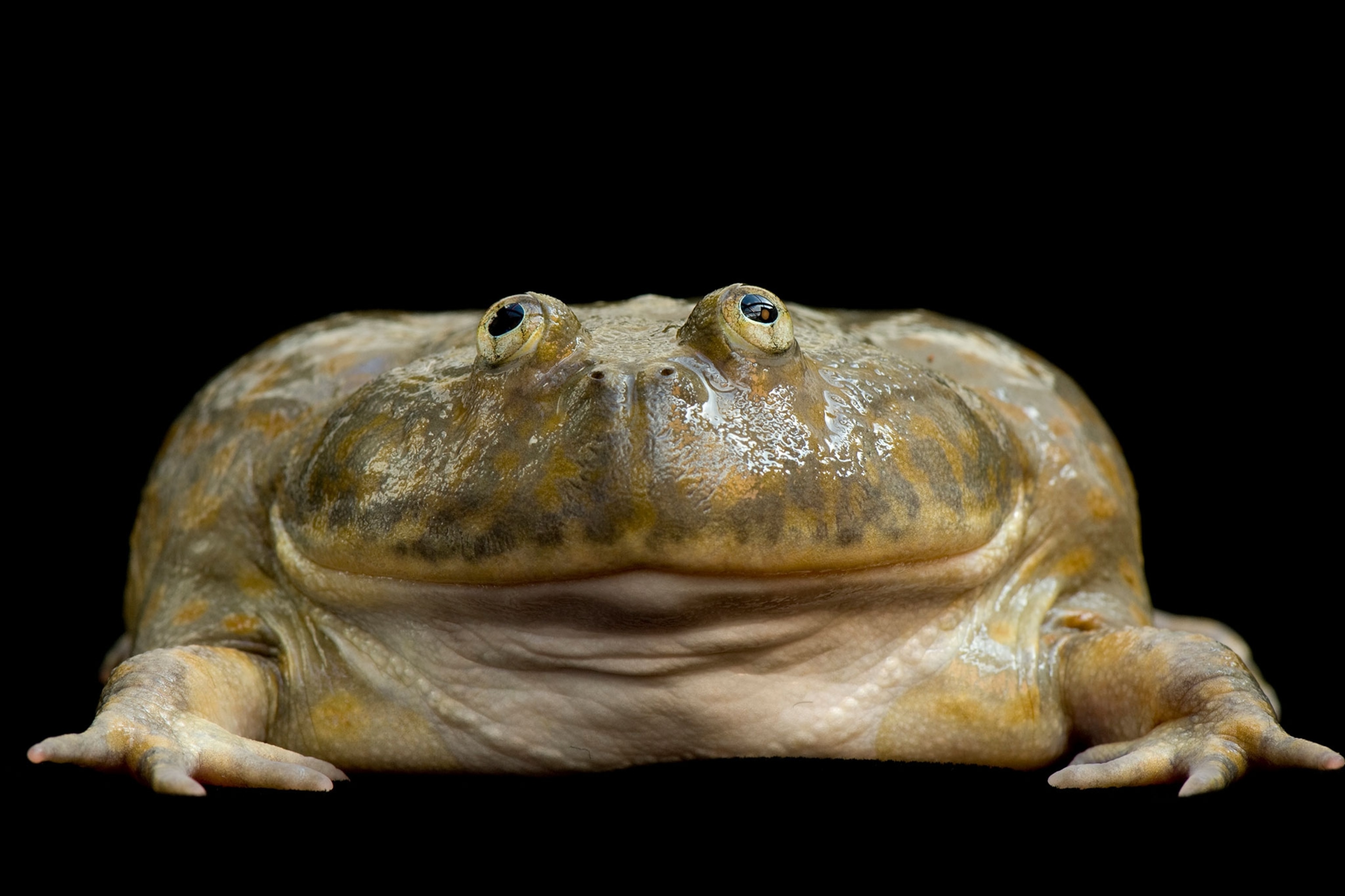 a Budgetts frog