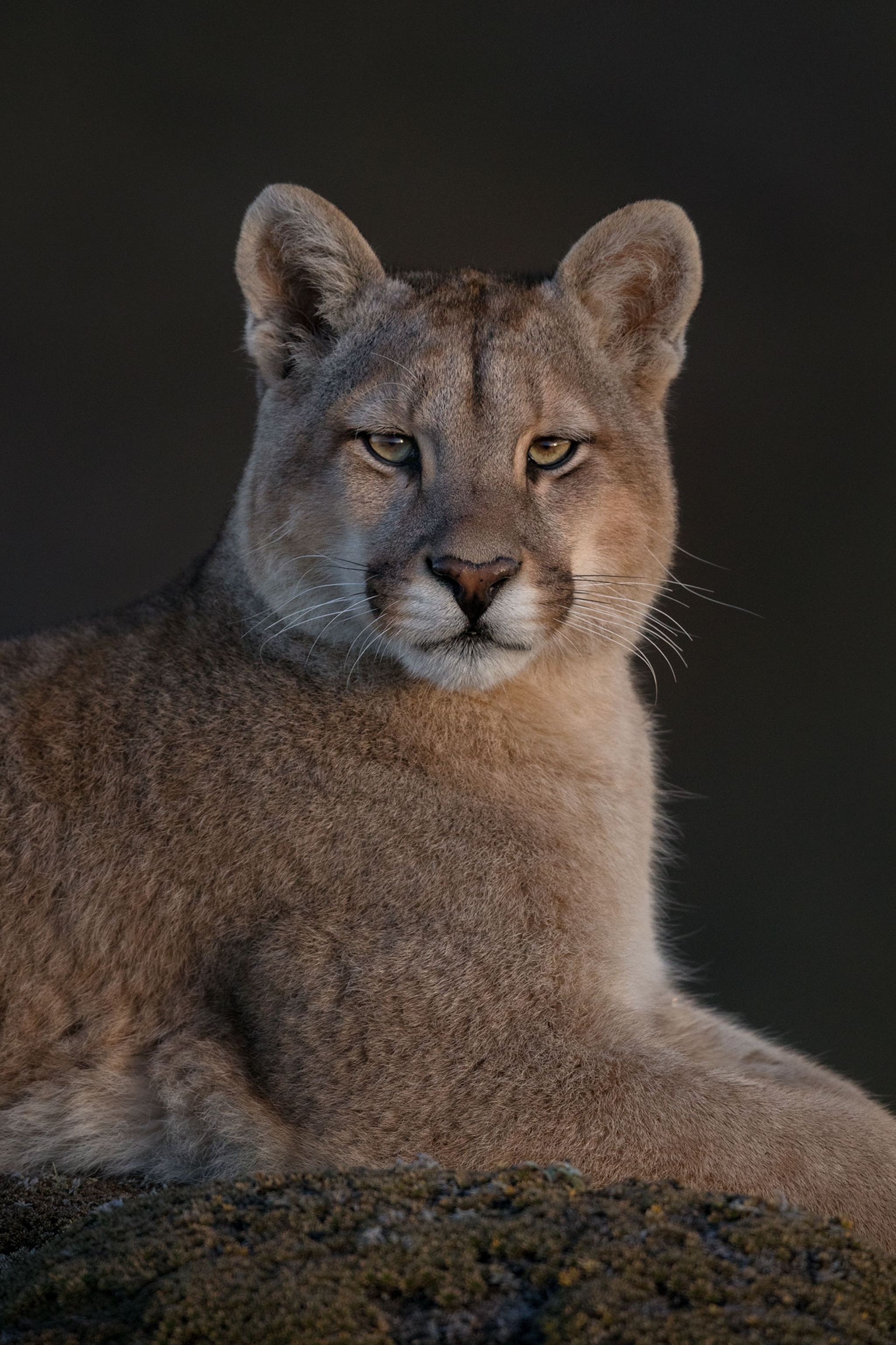 a puma cub