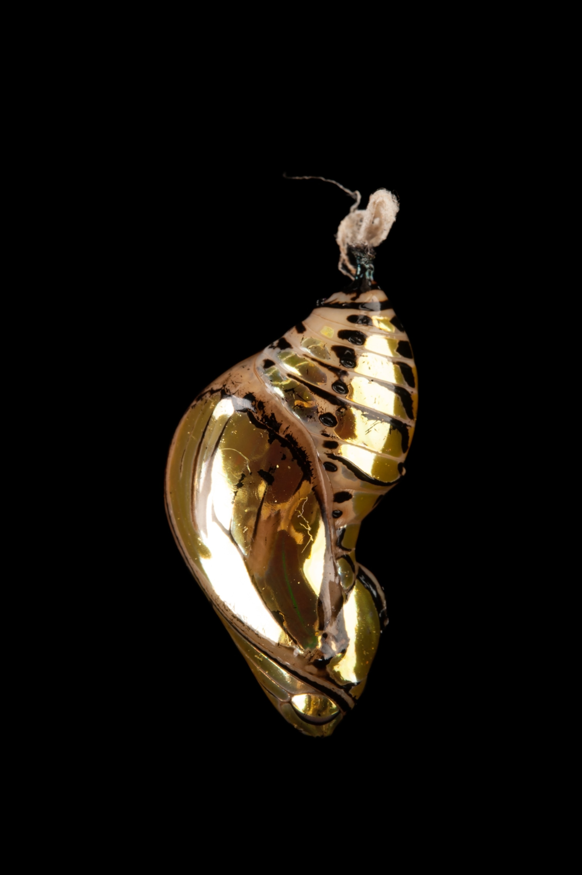 a chrysalis