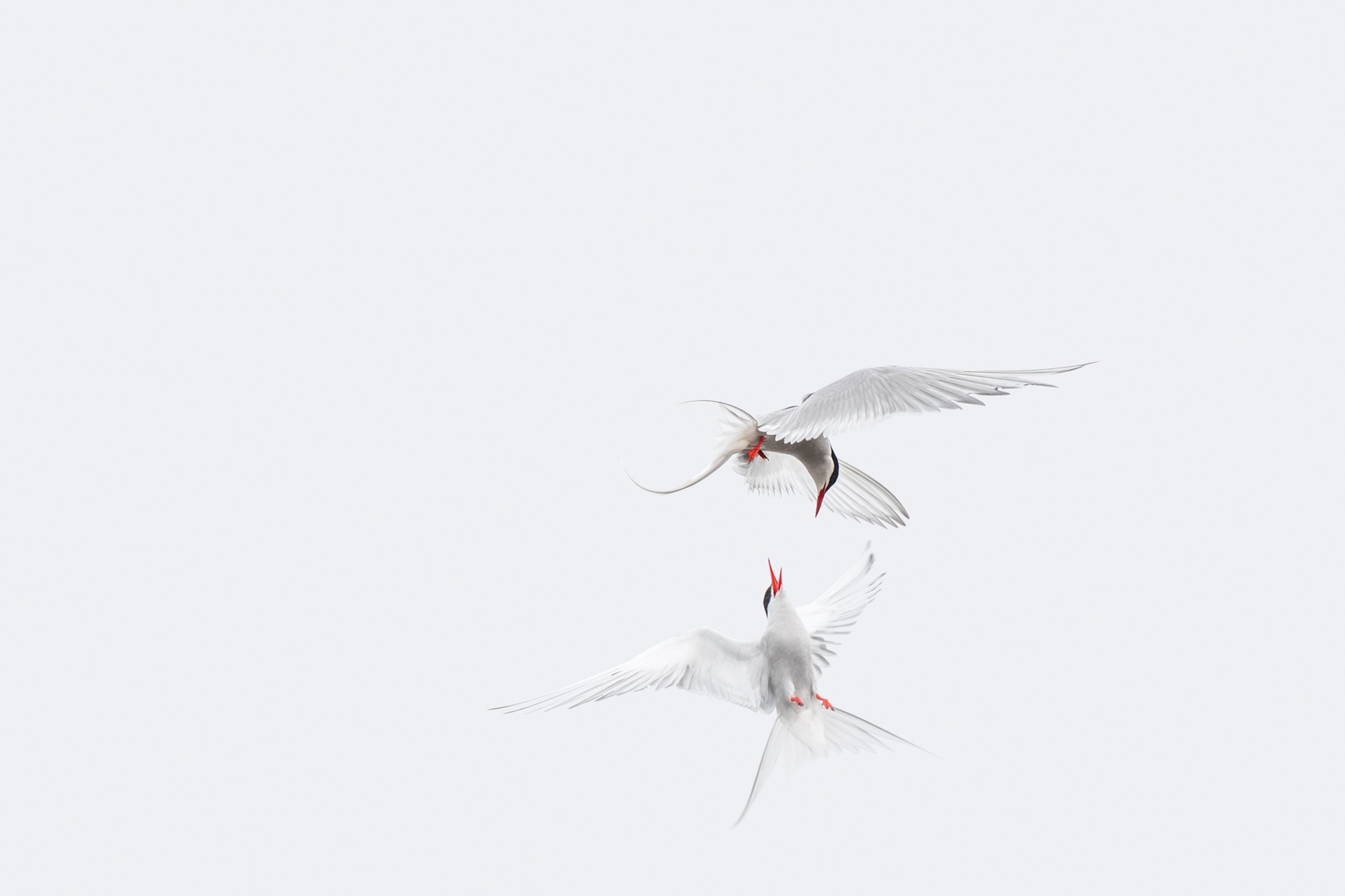 Picture of aggressive interaction between two white birds.