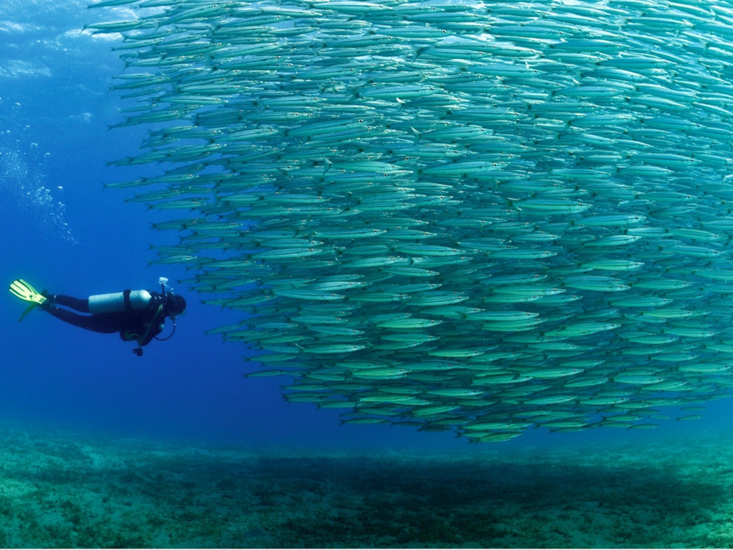 Underwater view of fish and diver