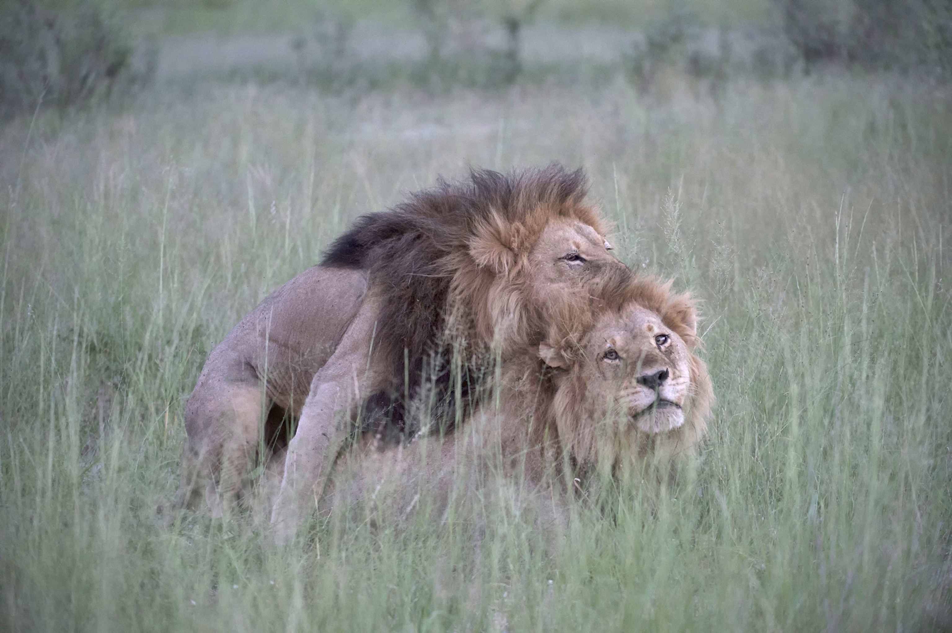 male lions in Botswana