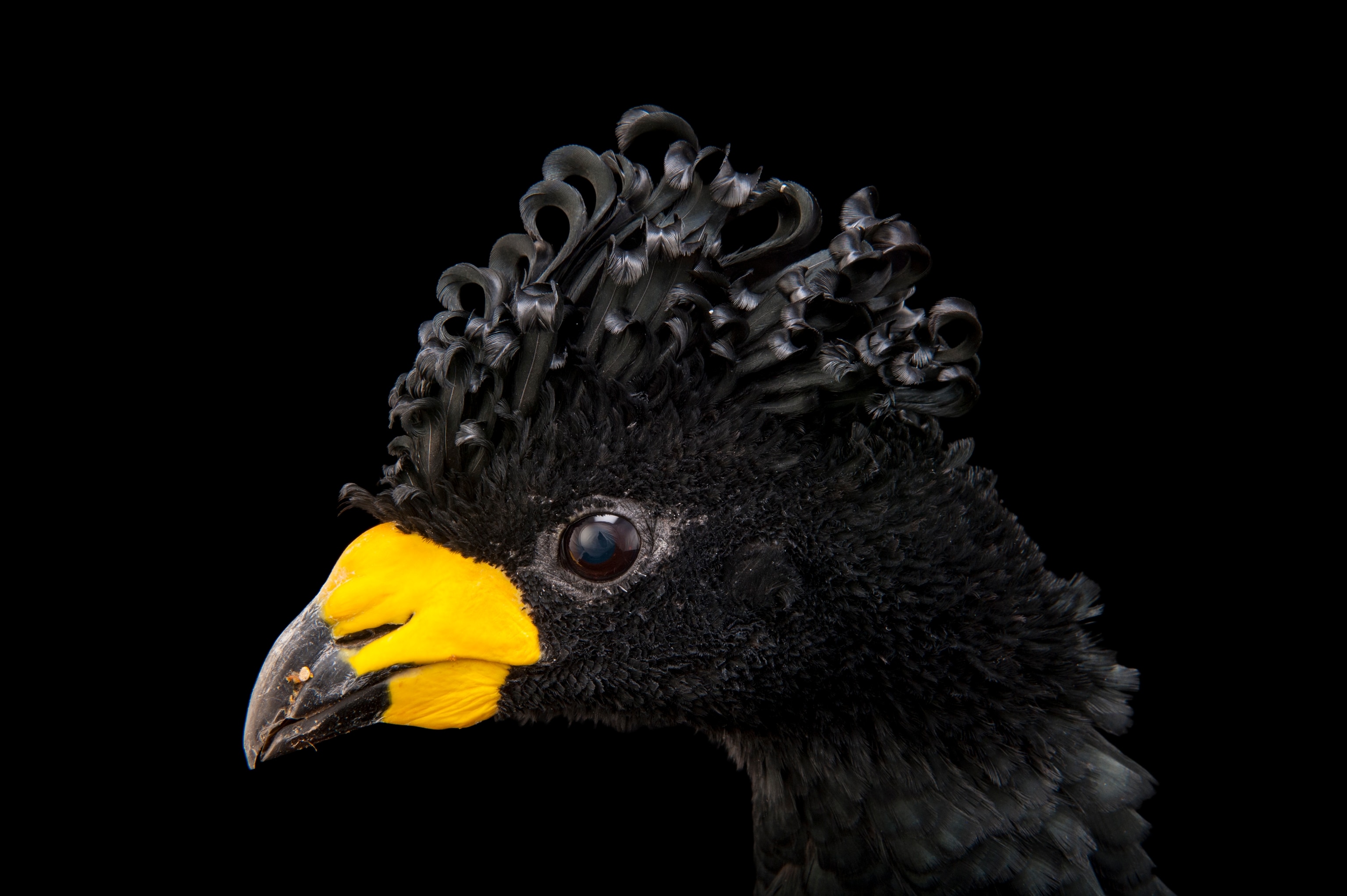 A close up of portrait of a Currassow looking to the left a with a yellow and black tipped beak and dark coiled feathers atop its head looks to the left.