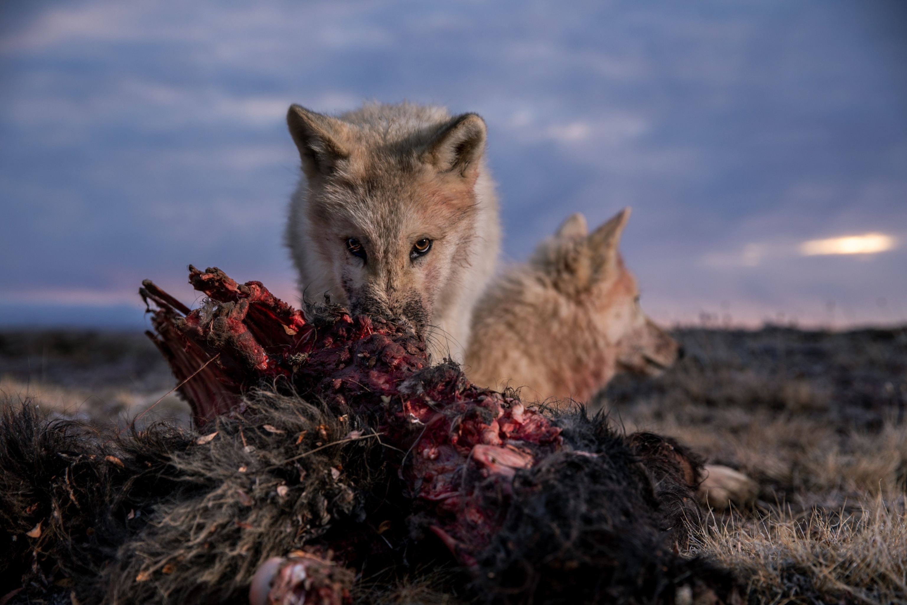 two wolves eating a muskox carcass