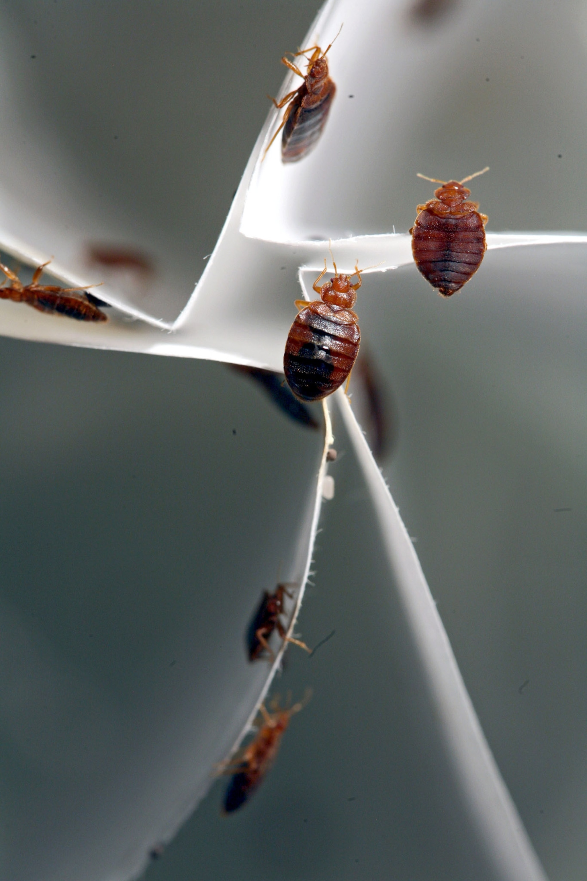 Bed bugs red bodies crawl across paper.