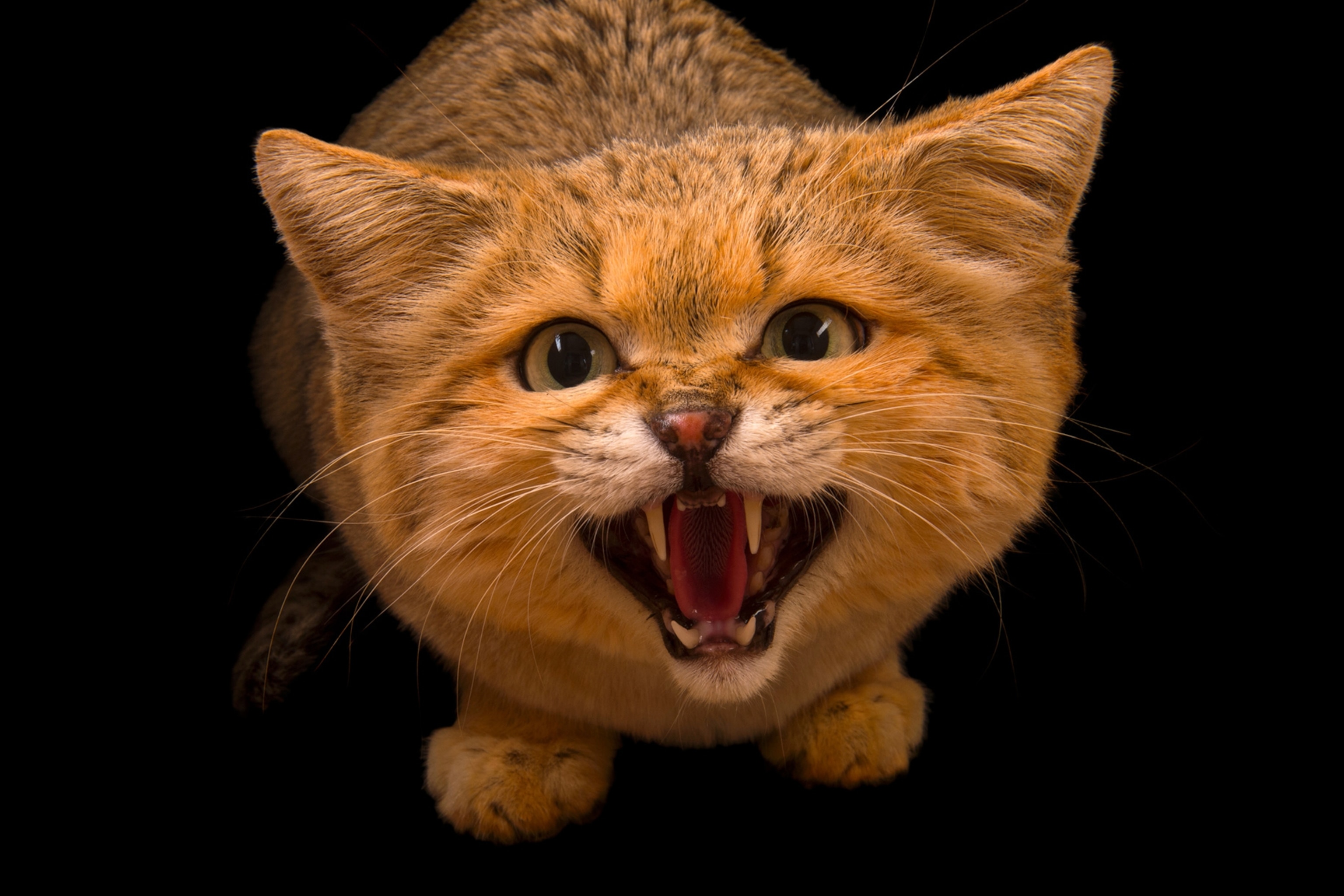 a sand cat