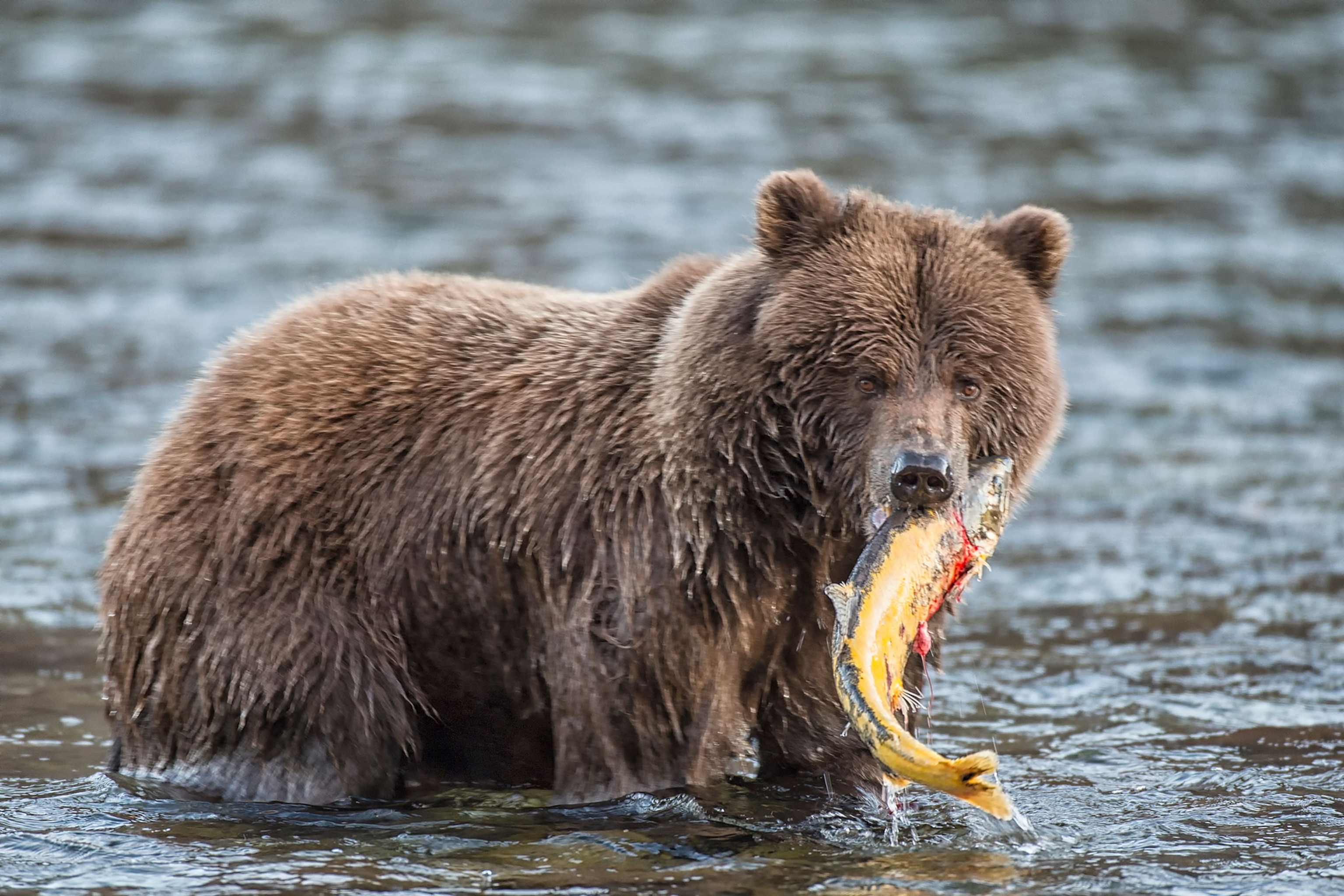 a grizzly bear with a freshly caught salmon