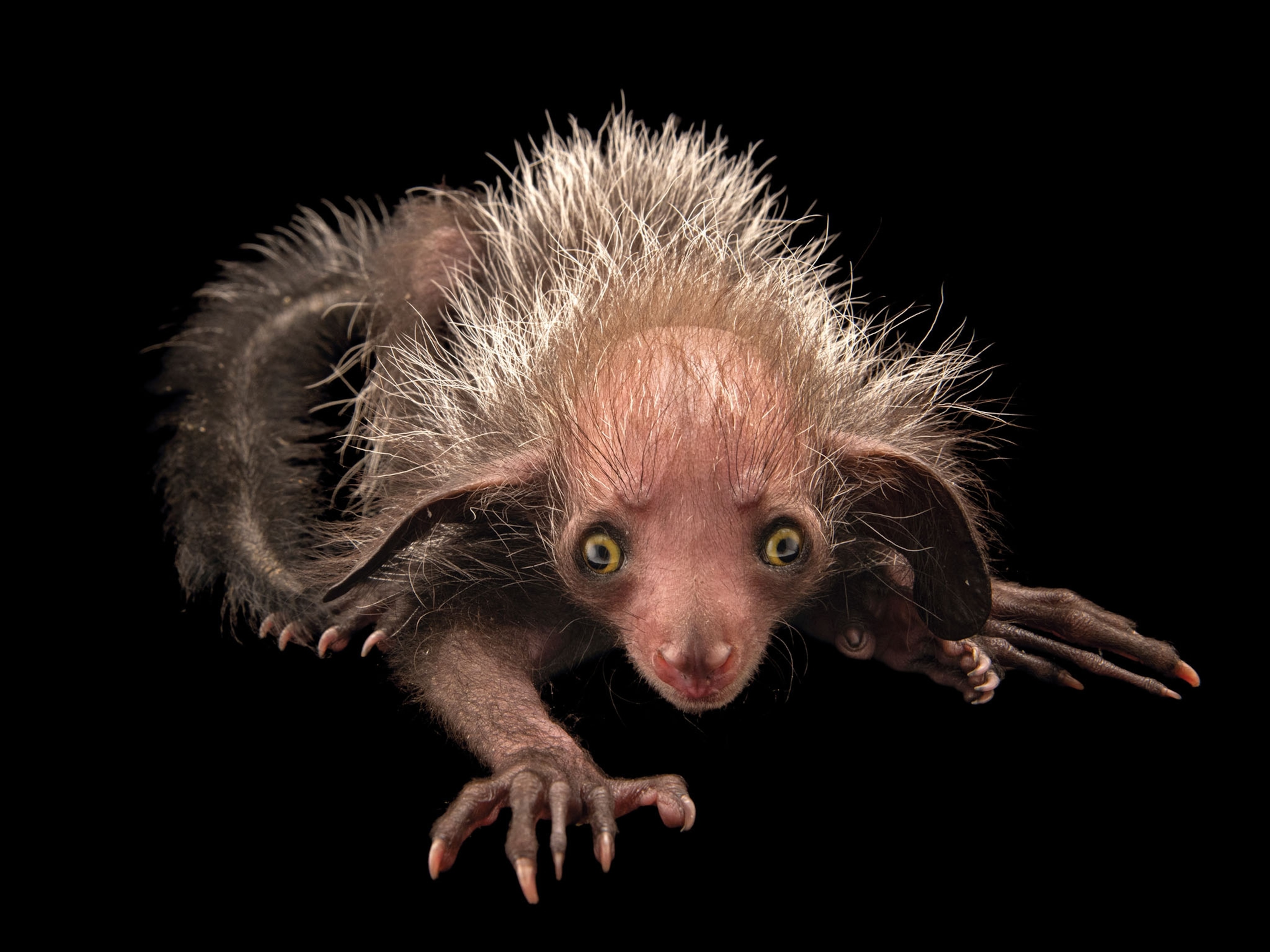 an aye-aye