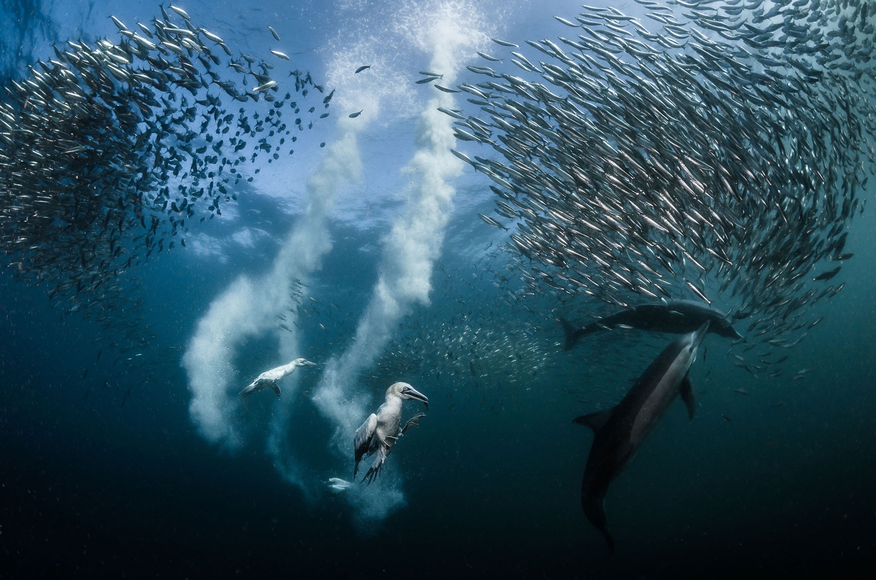 cape gannets plunging into the water to eat sardines
