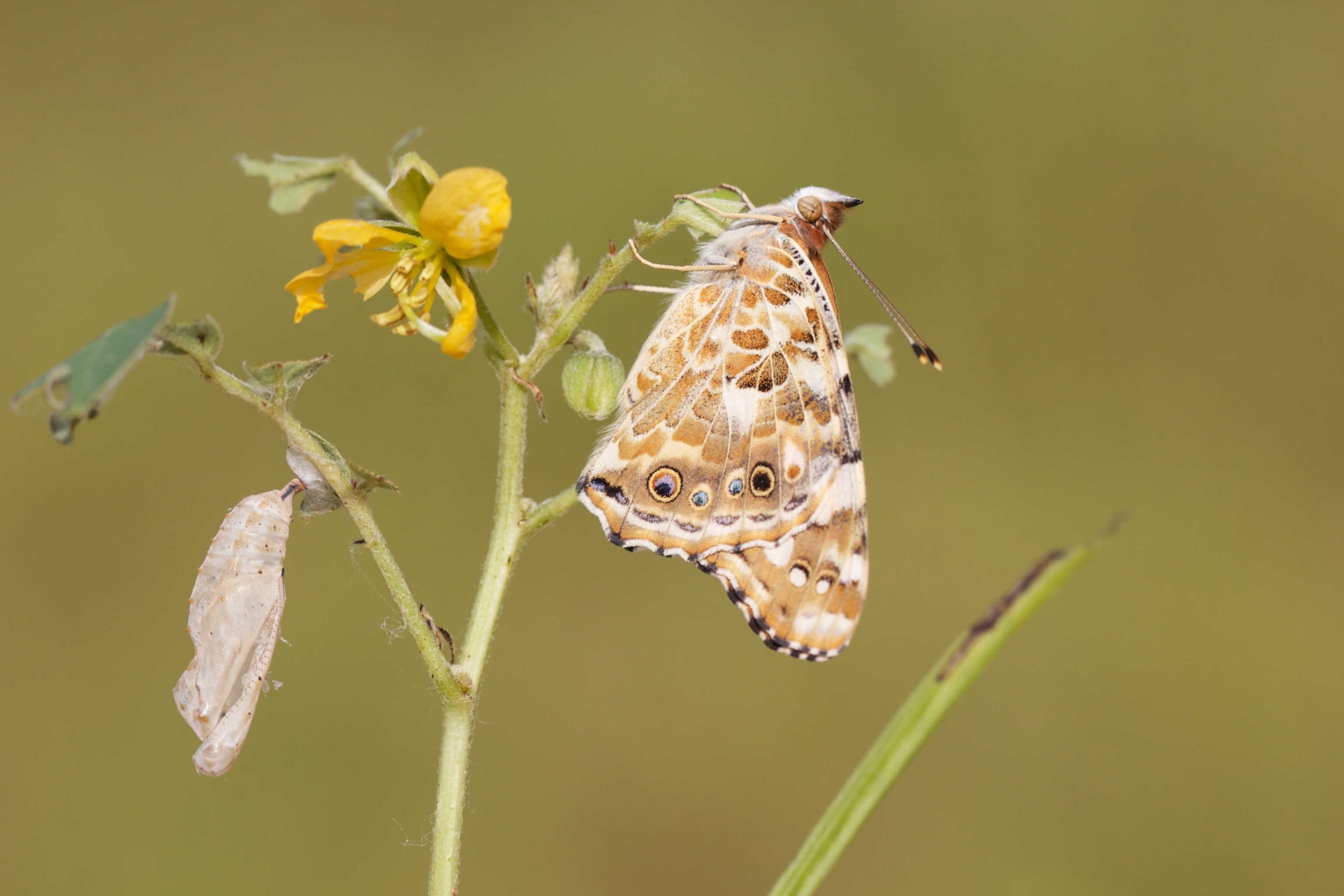A butterfly sits on a leaf with its chrysalis near by.