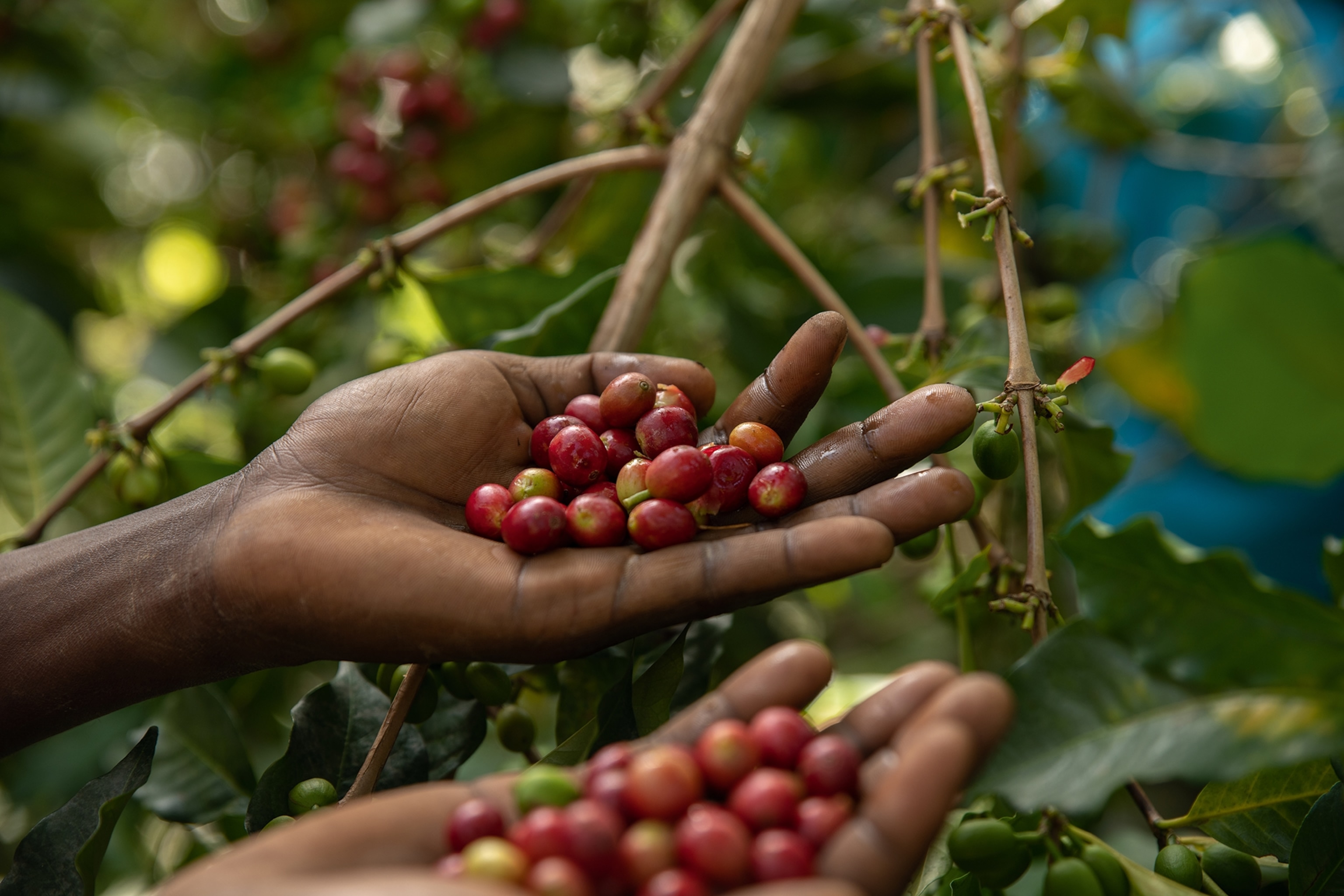 A hand full of coffee cherries