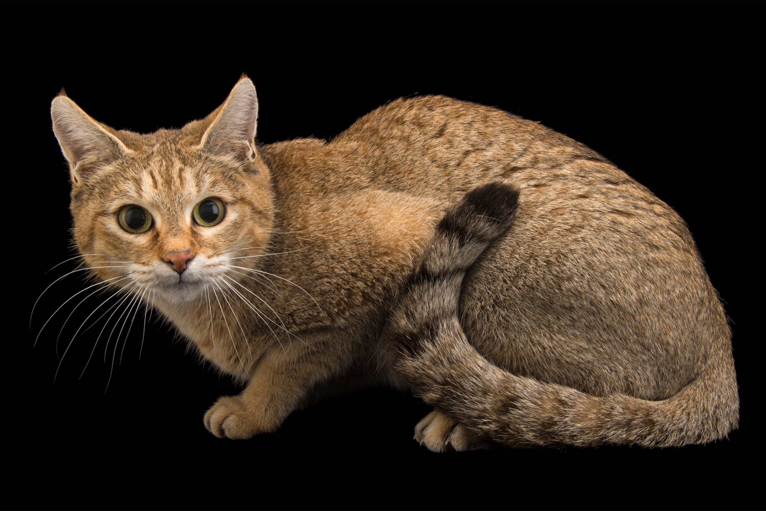 the Asiatic wildcat