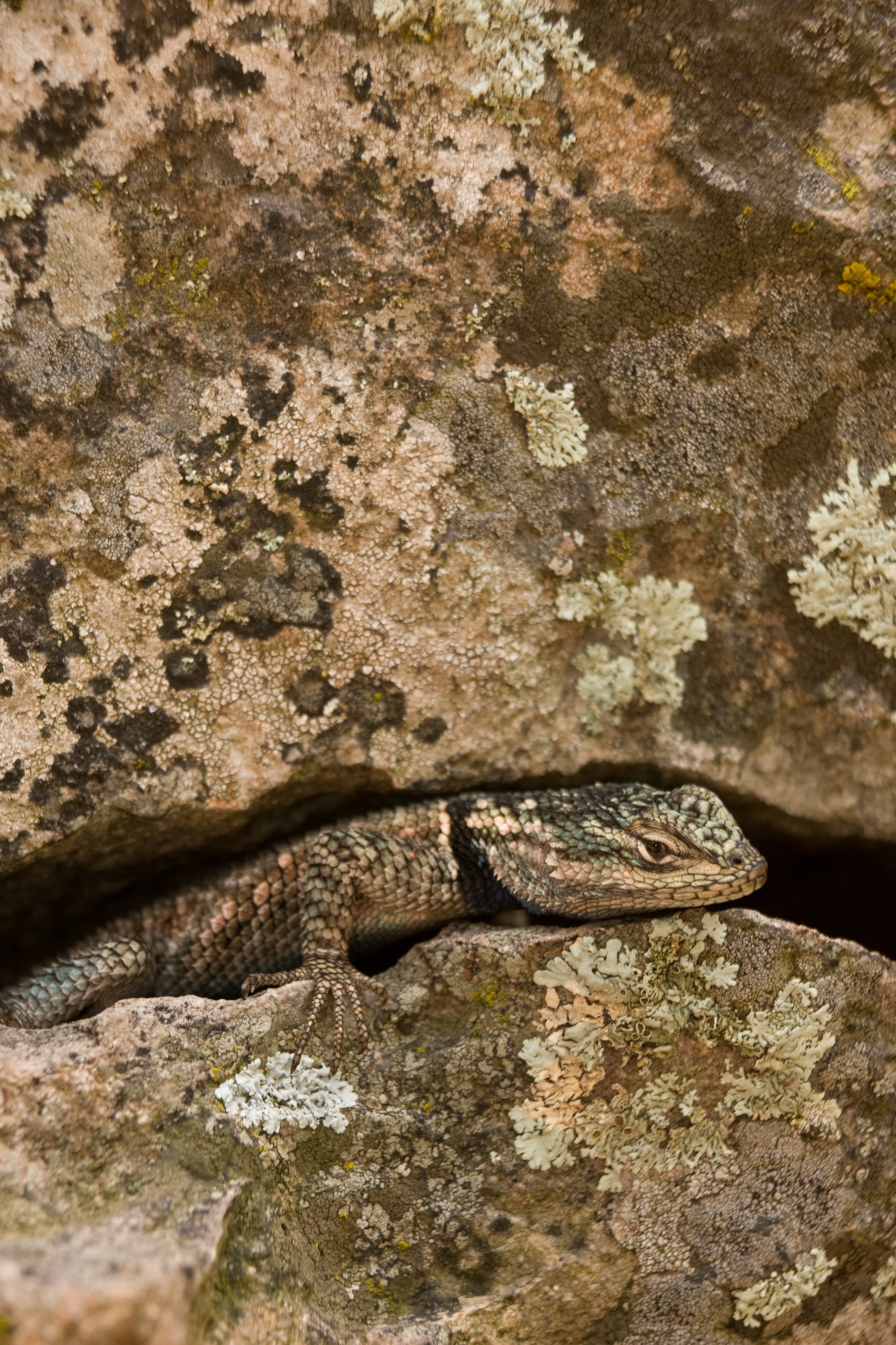 Yarrow's Spiny Lizard camouflaged within a rock crevice.