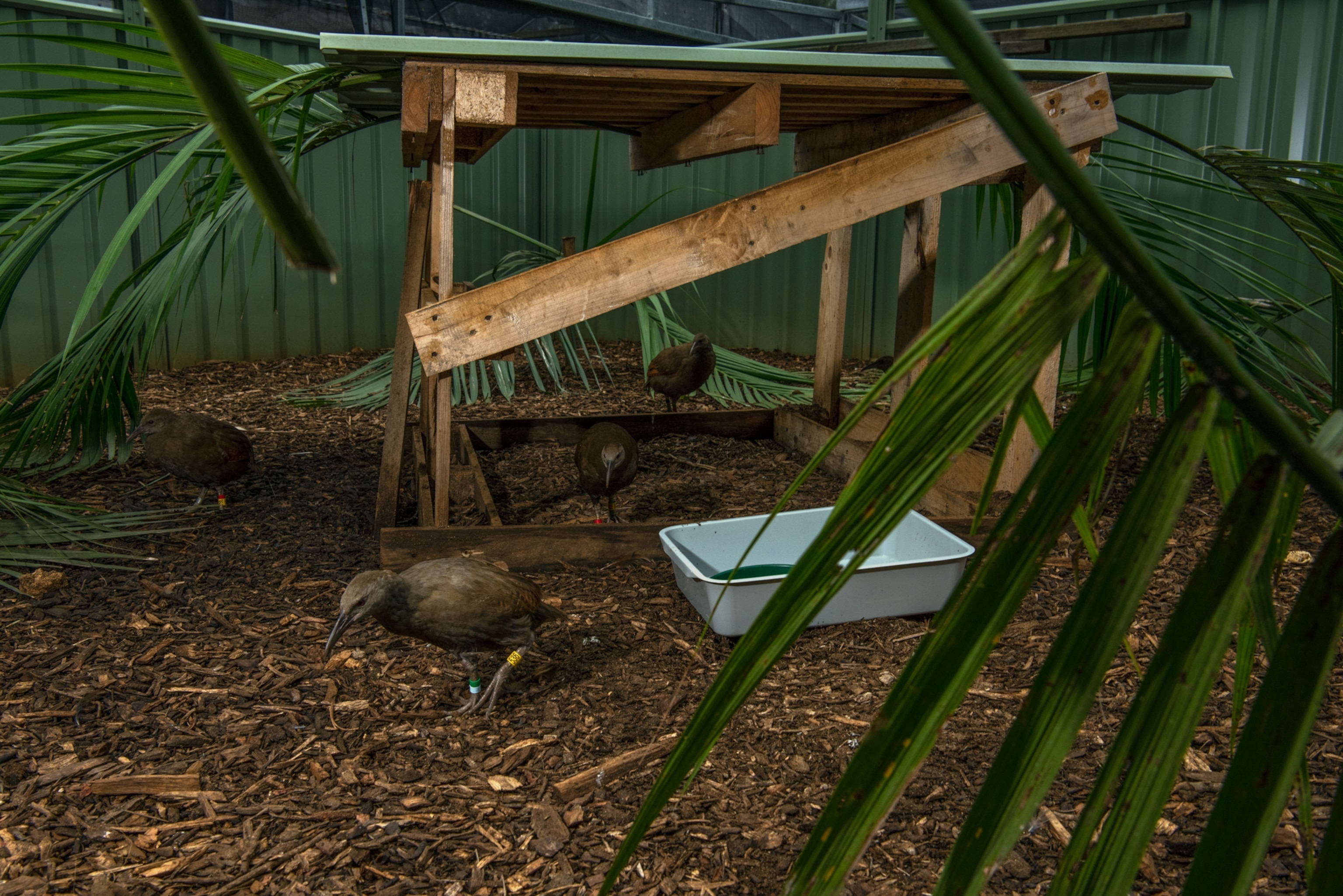 small brown woodhens roam around an enclosure