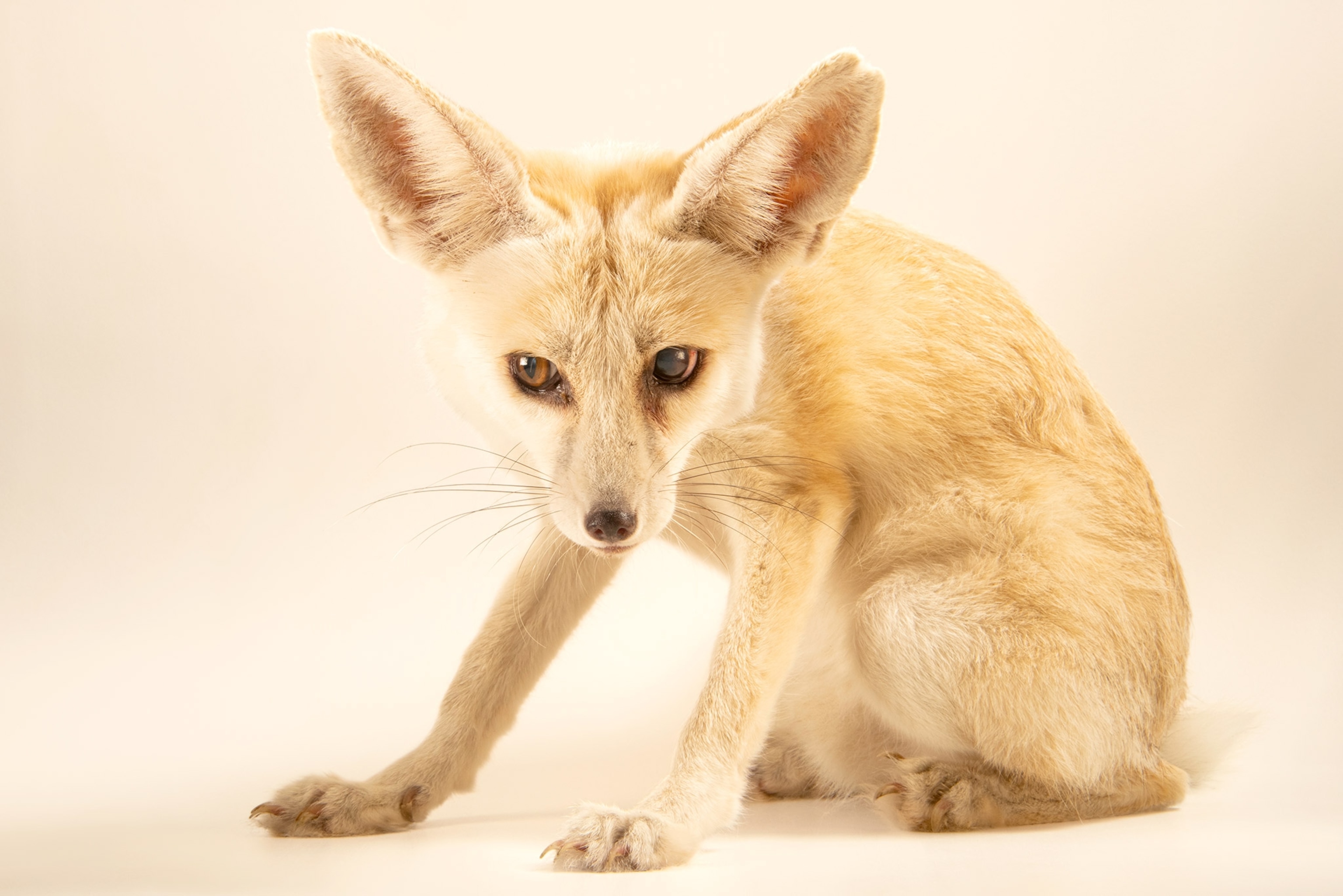 A fox sits and stares into the camera with big ears and pale fur.
