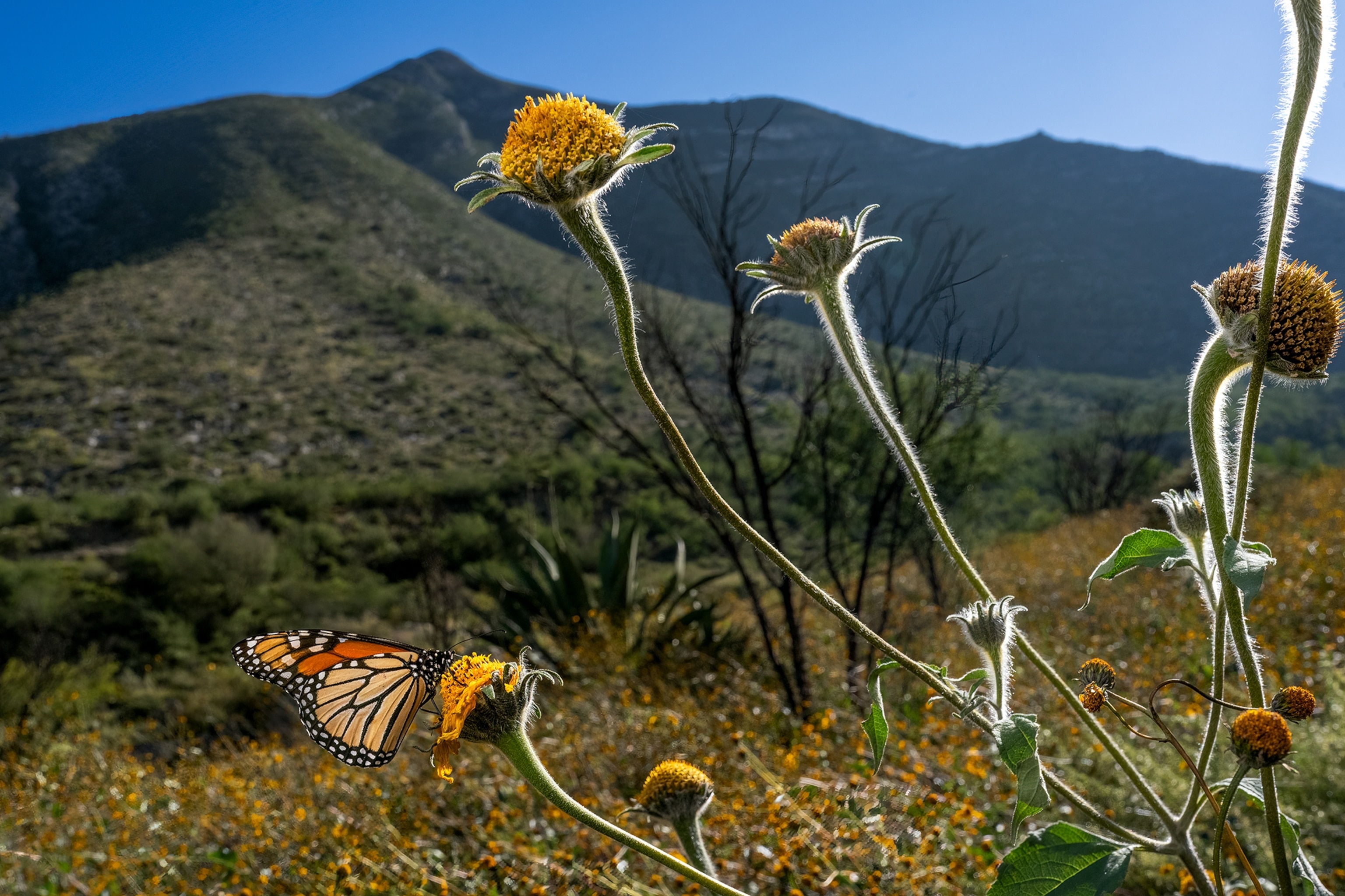 A Monarch perched on a yellow flower.