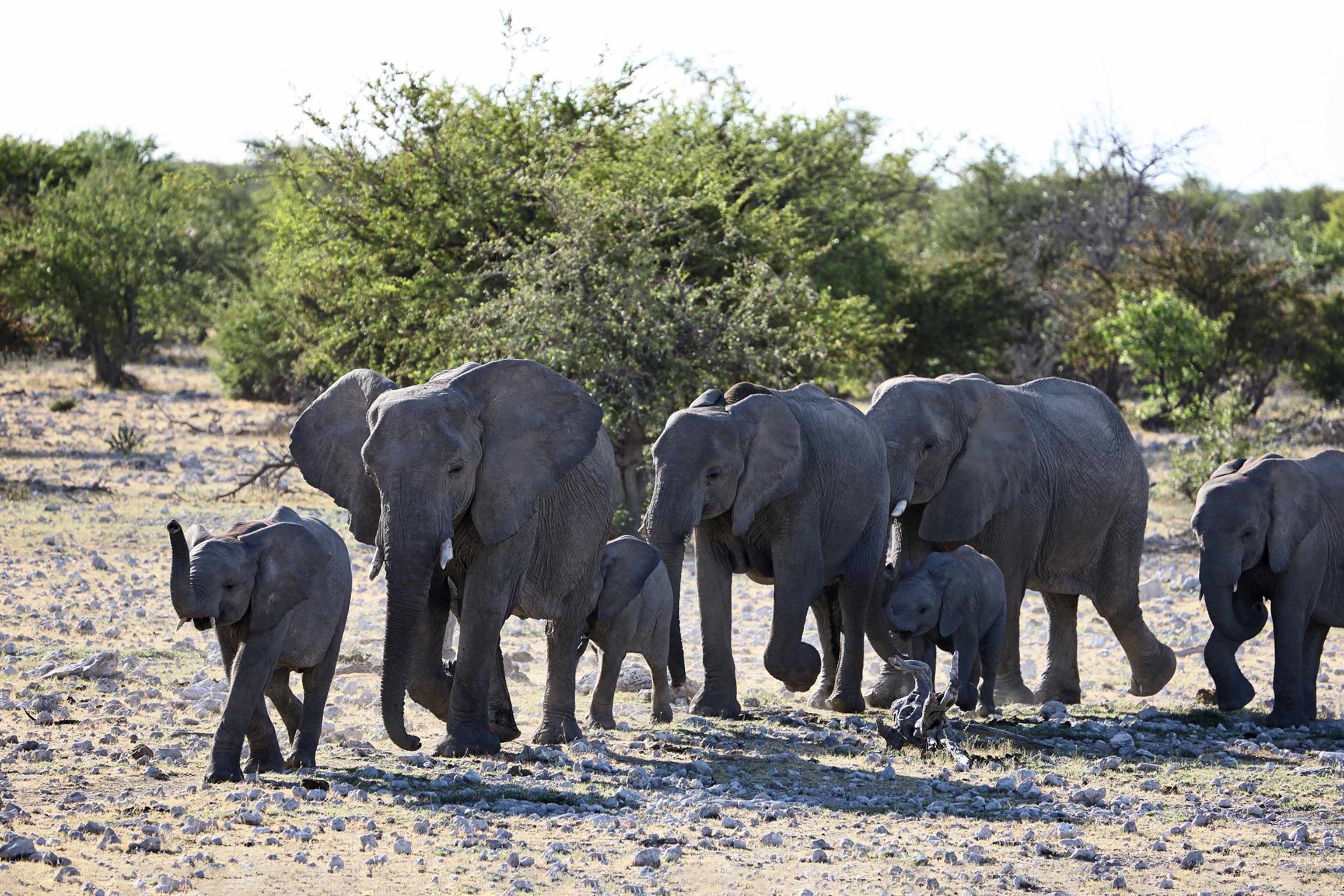 Elephants on safari