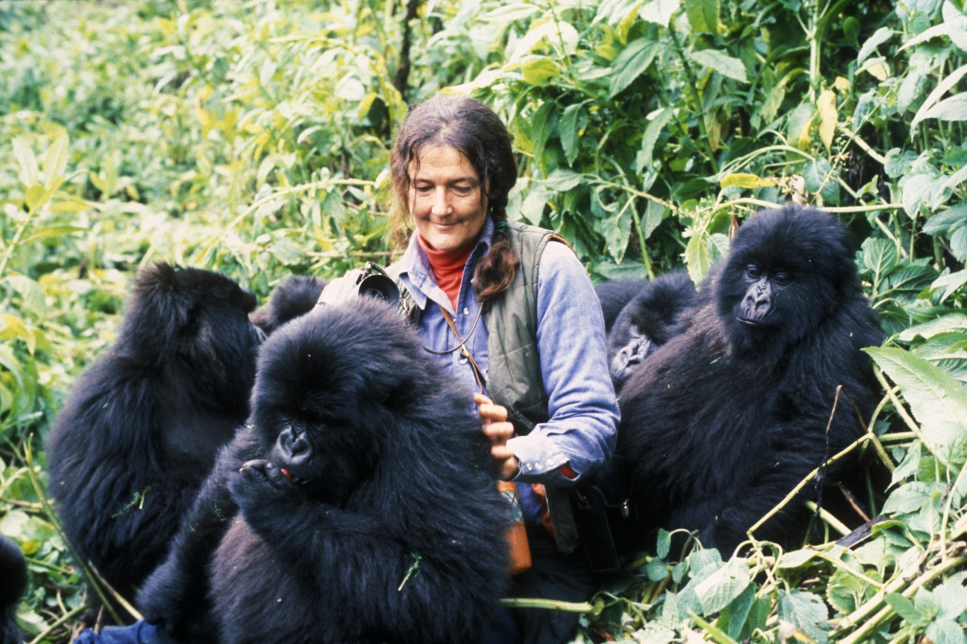Dian Fossey among a group of mountain gorillas who have accepted her