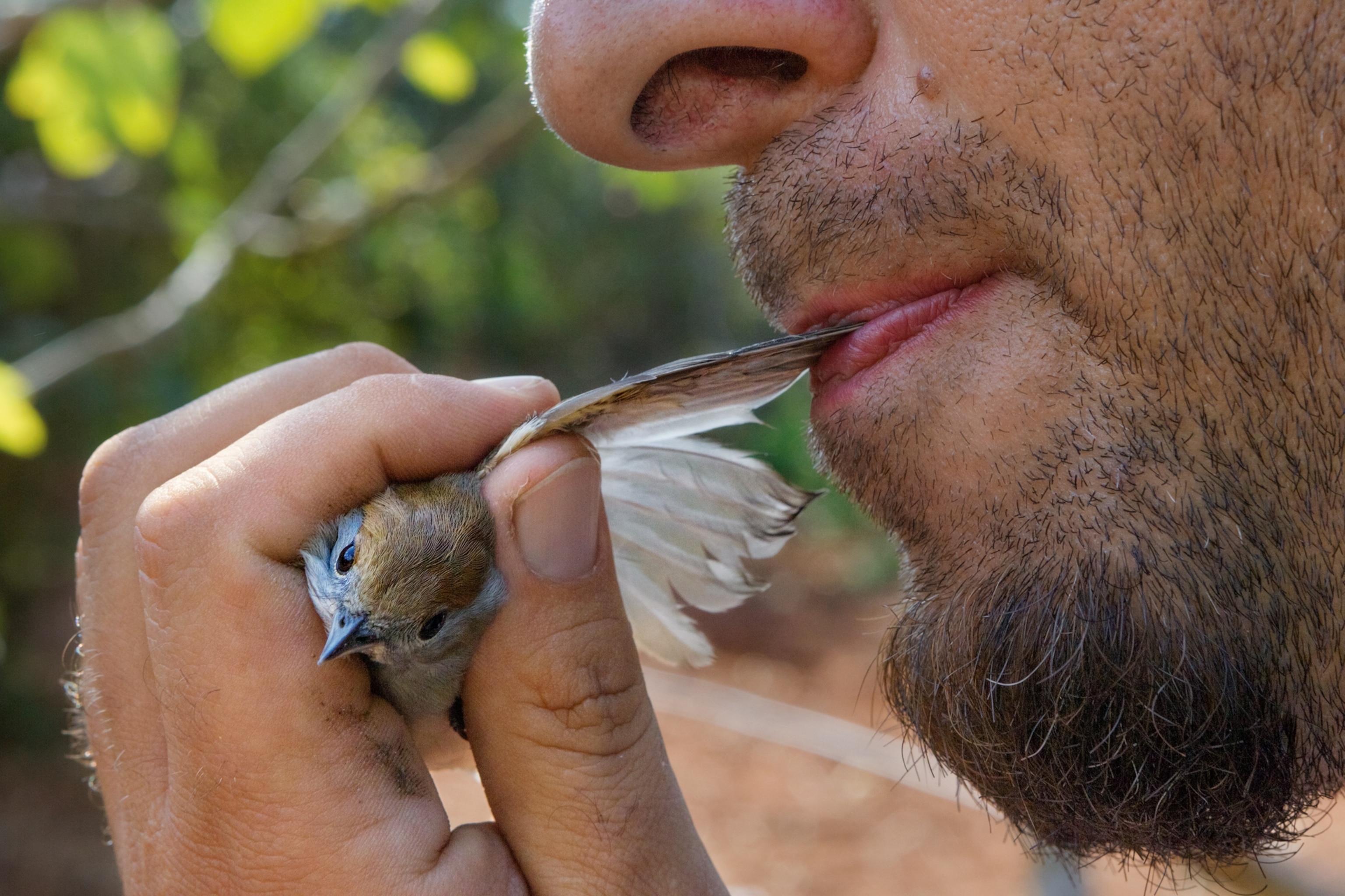 a man using his saliva to remove sap from a songbirds wings